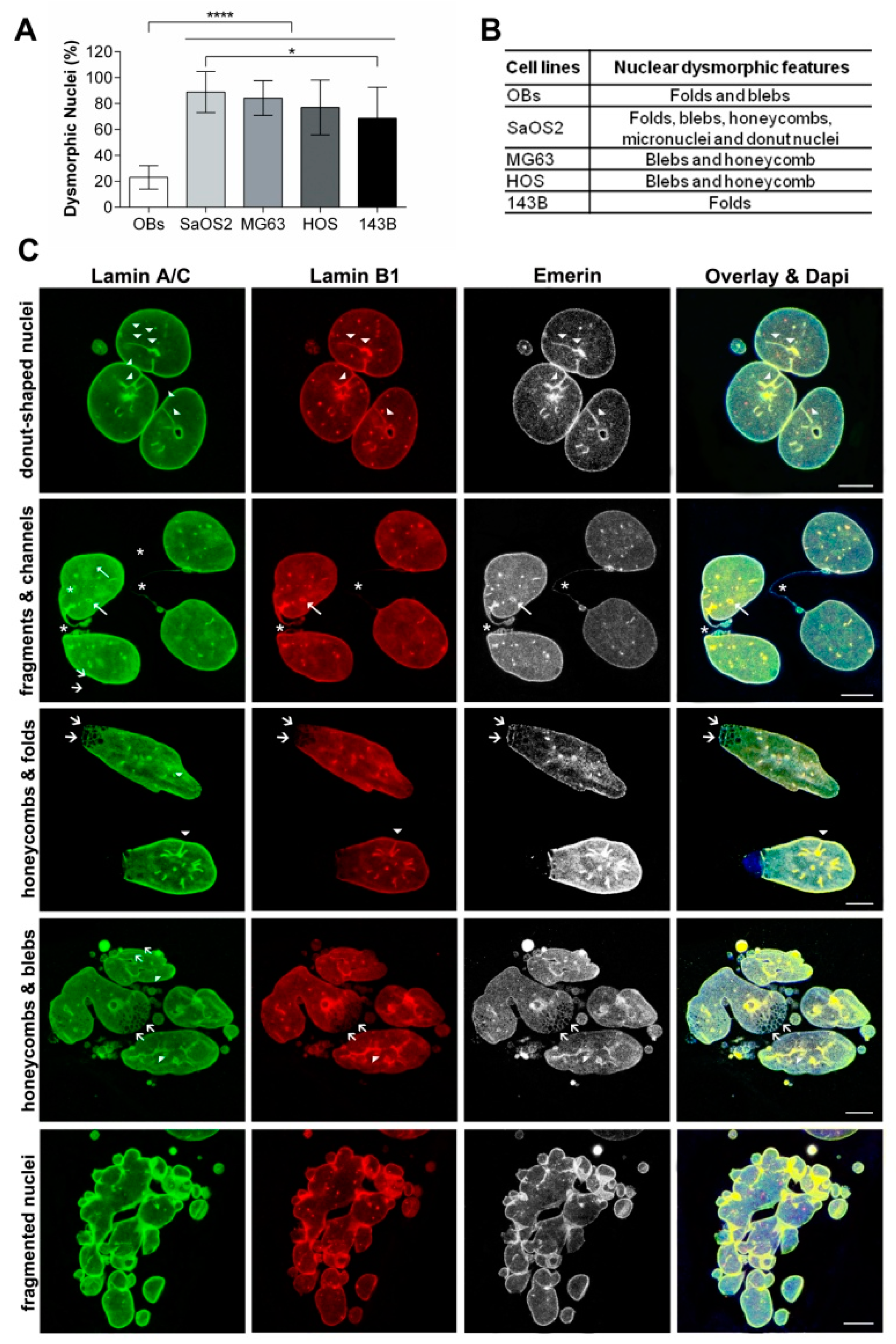 Cancers 12 00443 g001 Cancers 12 00443 g001