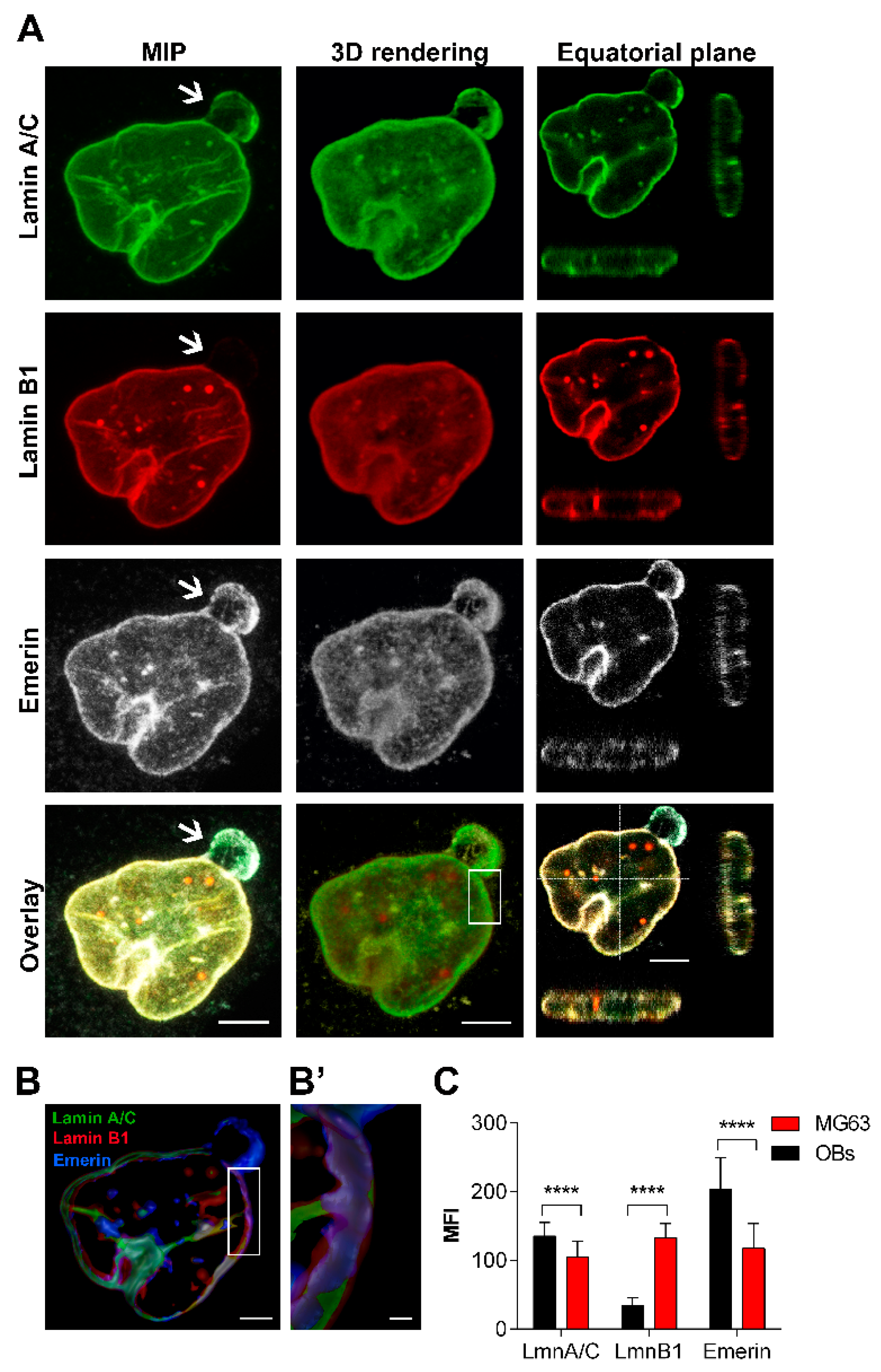 Cancers 12 00443 g004 Cancers 12 00443 g004