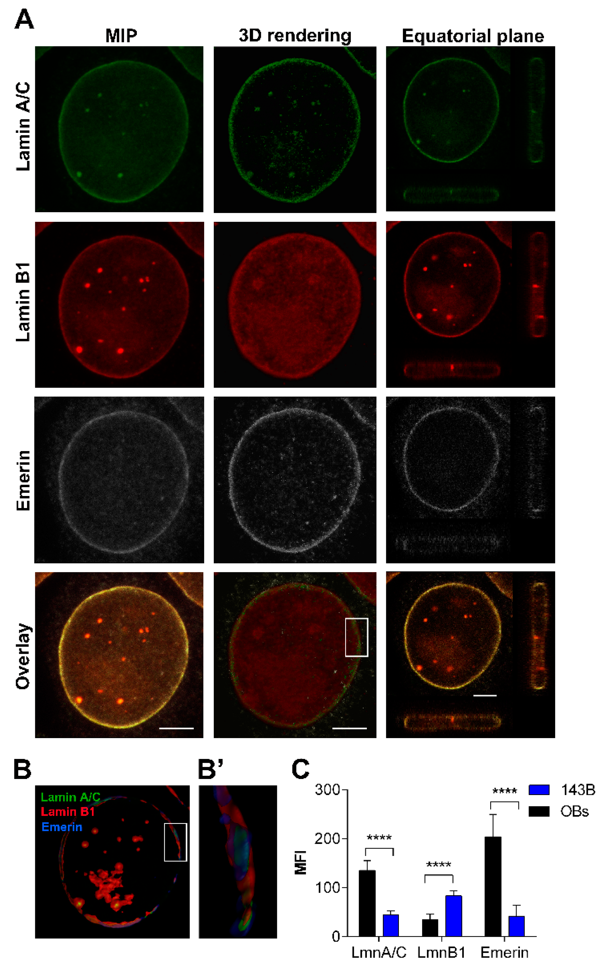 Cancers 12 00443 g006 Cancers 12 00443 g006