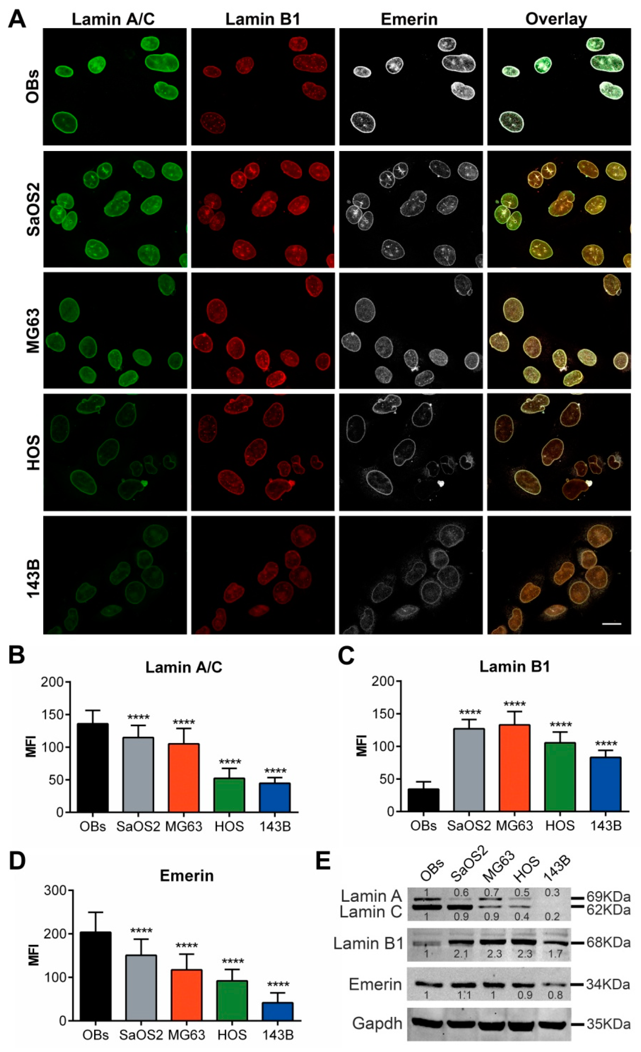 Cancers 12 00443 g007 Cancers 12 00443 g007