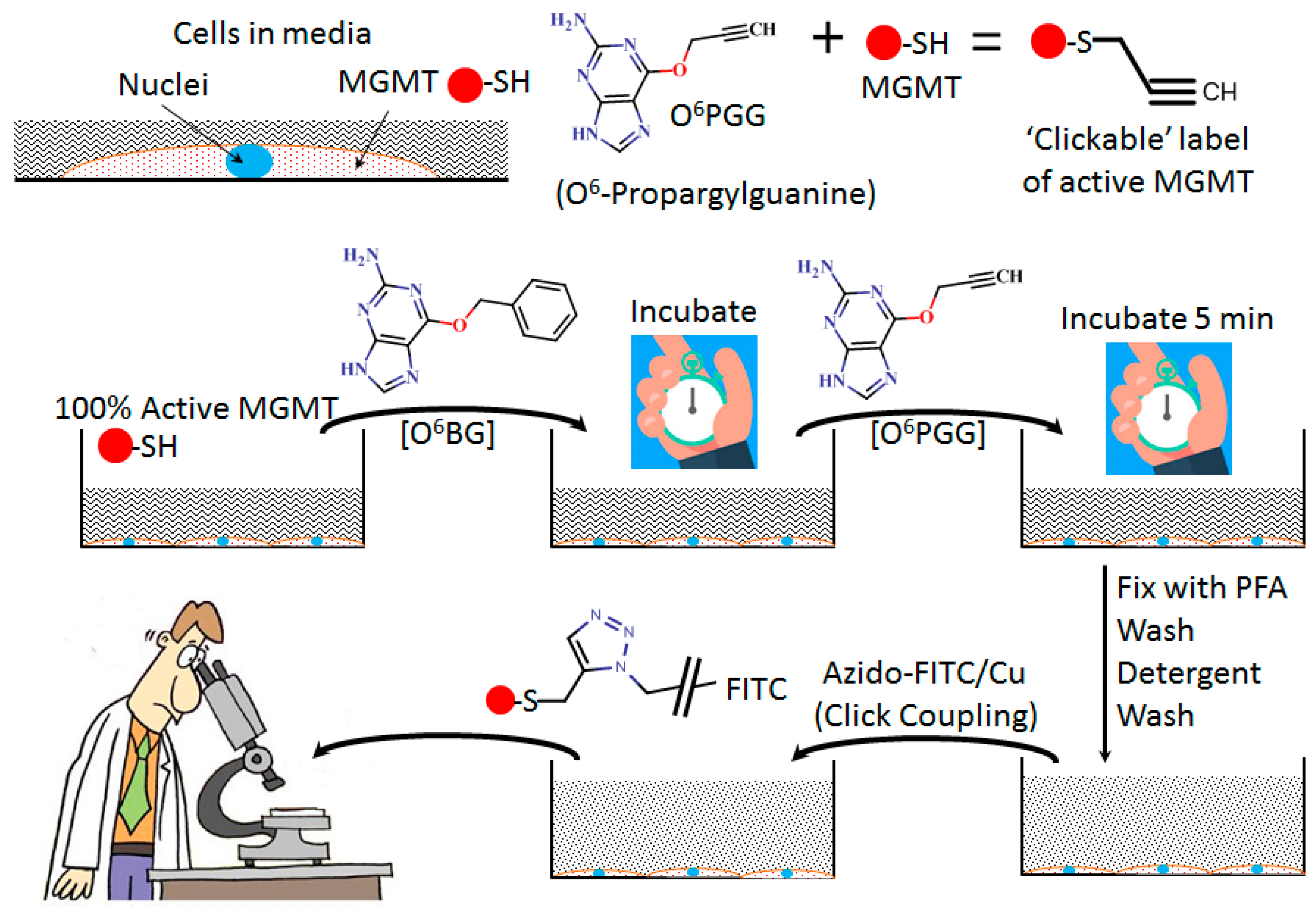 Cancers 12 00453 g001