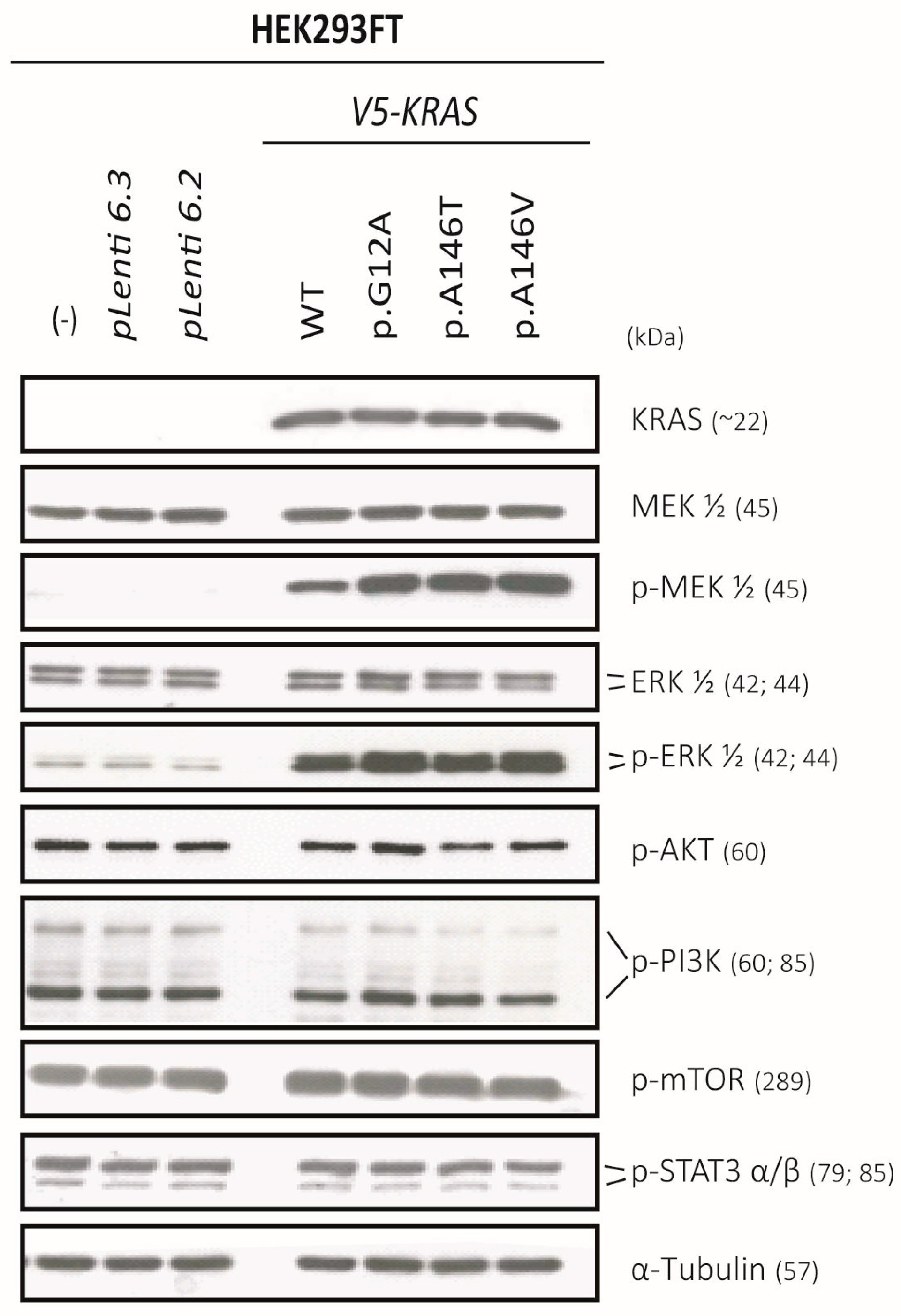 Cancers 12 00455 g004 Cancers 12 00455 g004