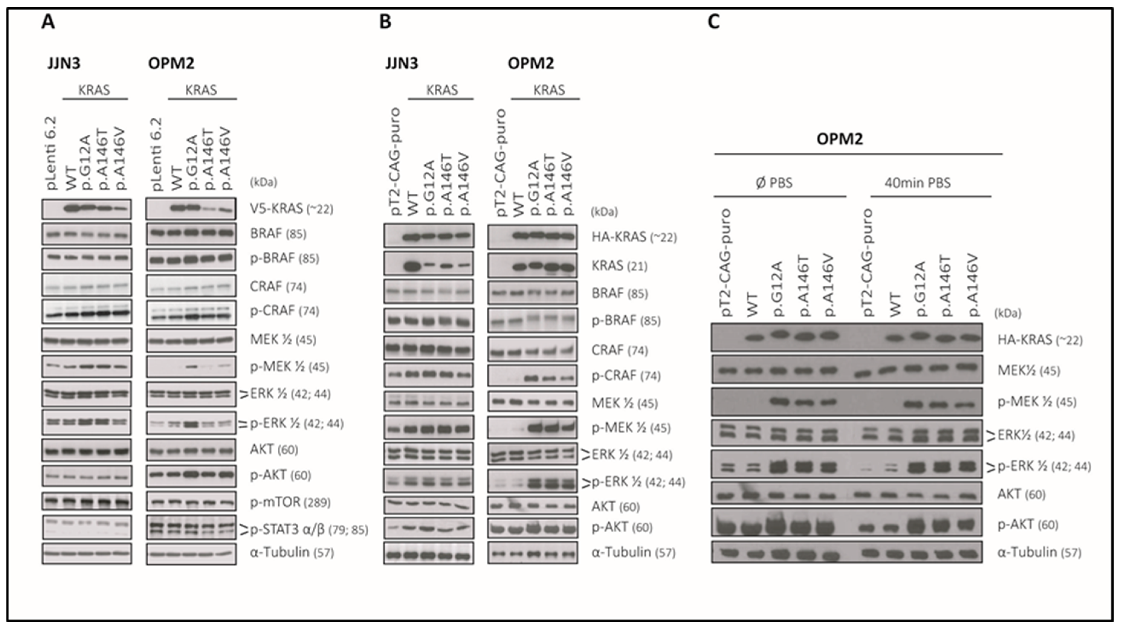 Cancers 12 00455 g005 Cancers 12 00455 g005