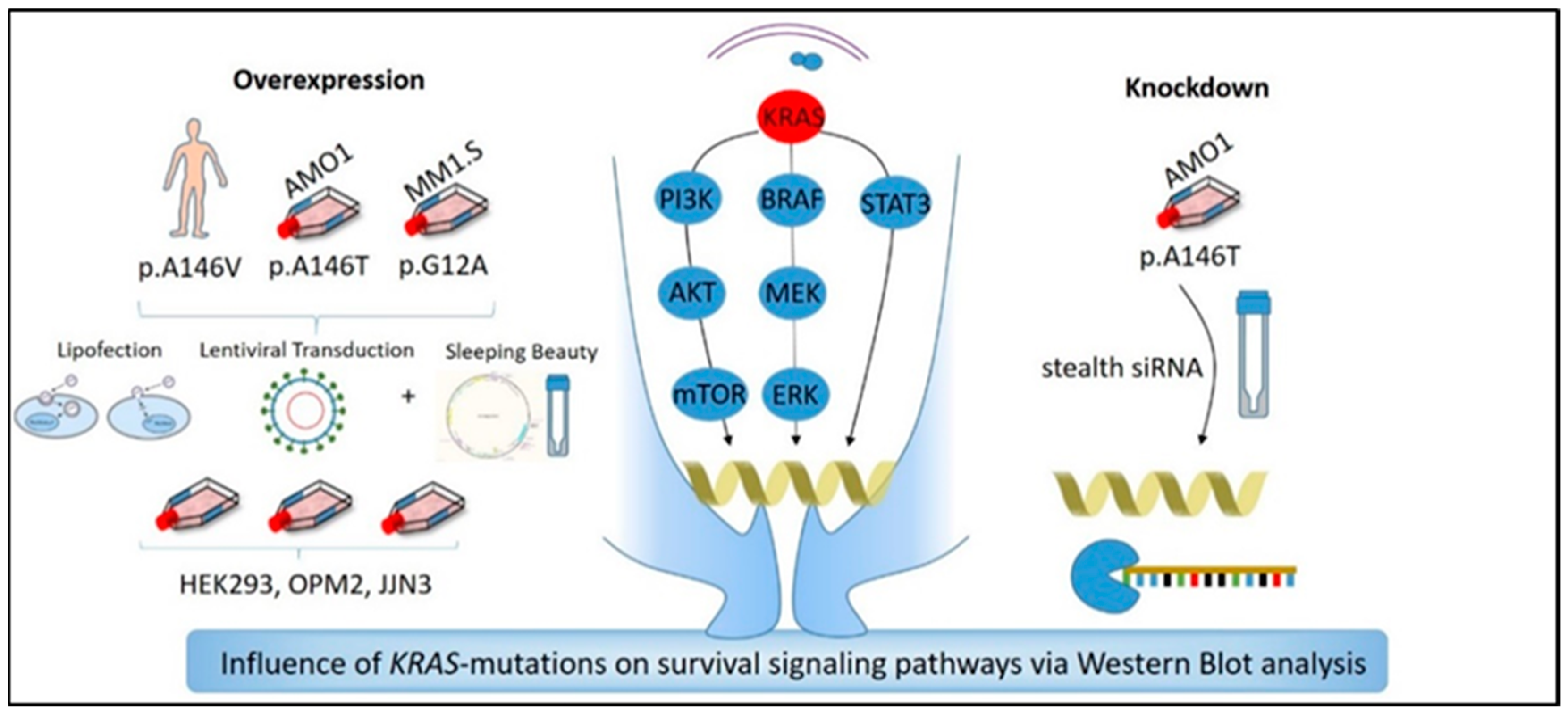 Cancers 12 00455 g006 Cancers 12 00455 g006