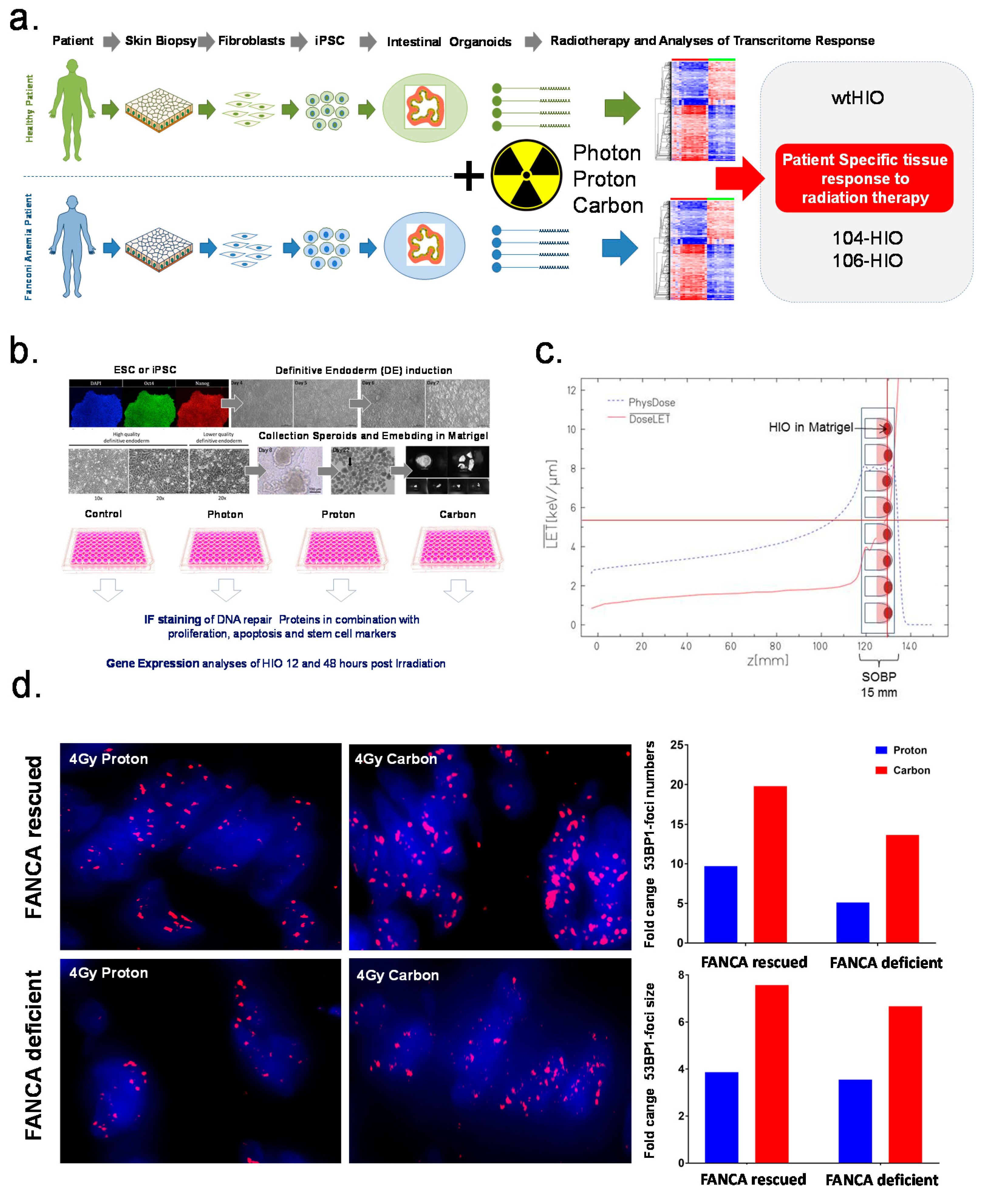 Cancers 12 00469 g001