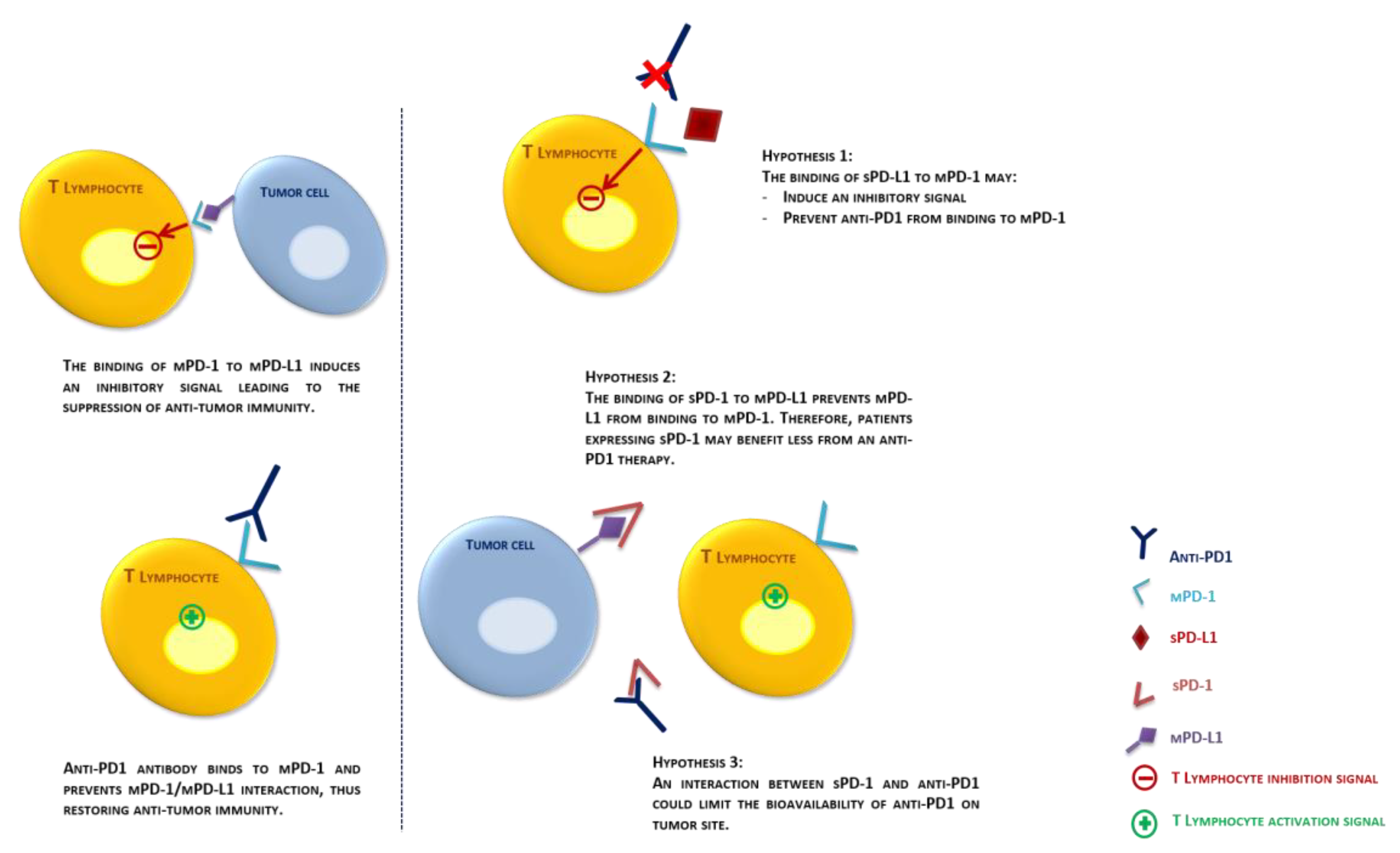 Cancers 12 00473 g004 Cancers 12 00473 g004