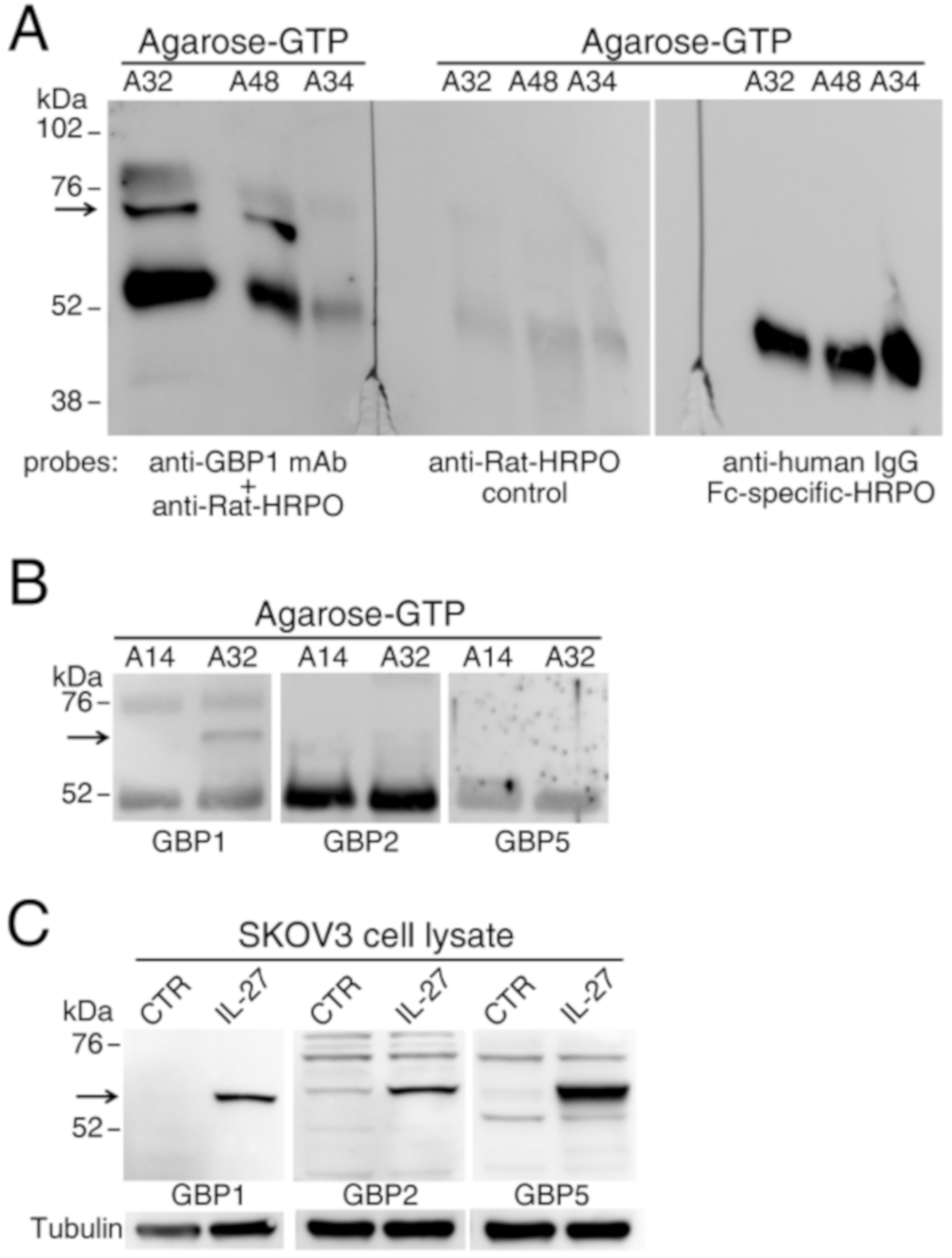 Cancers 12 00488 g006 Cancers 12 00488 g006