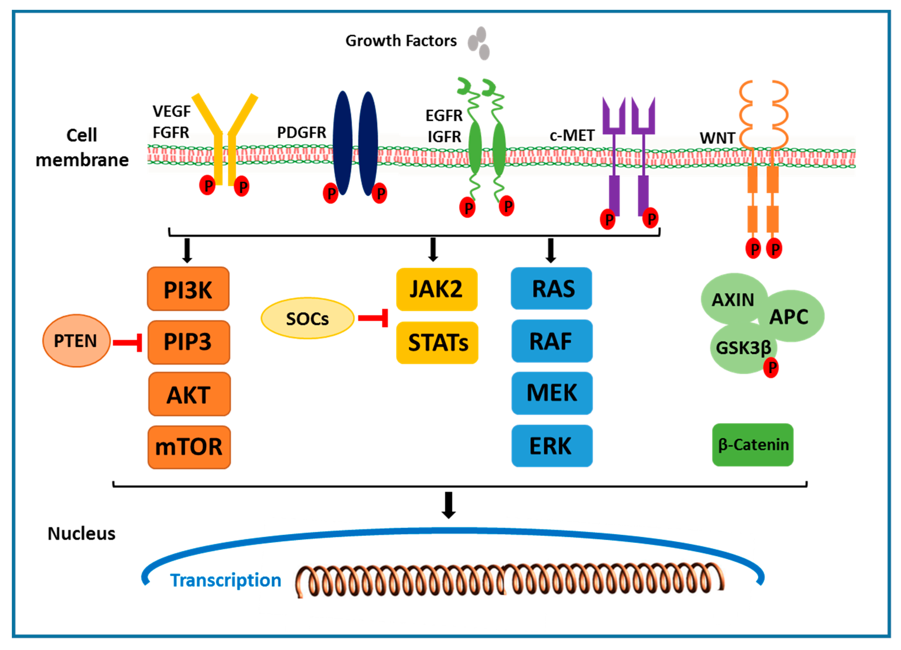 Cancer Cell Signaling Pathways