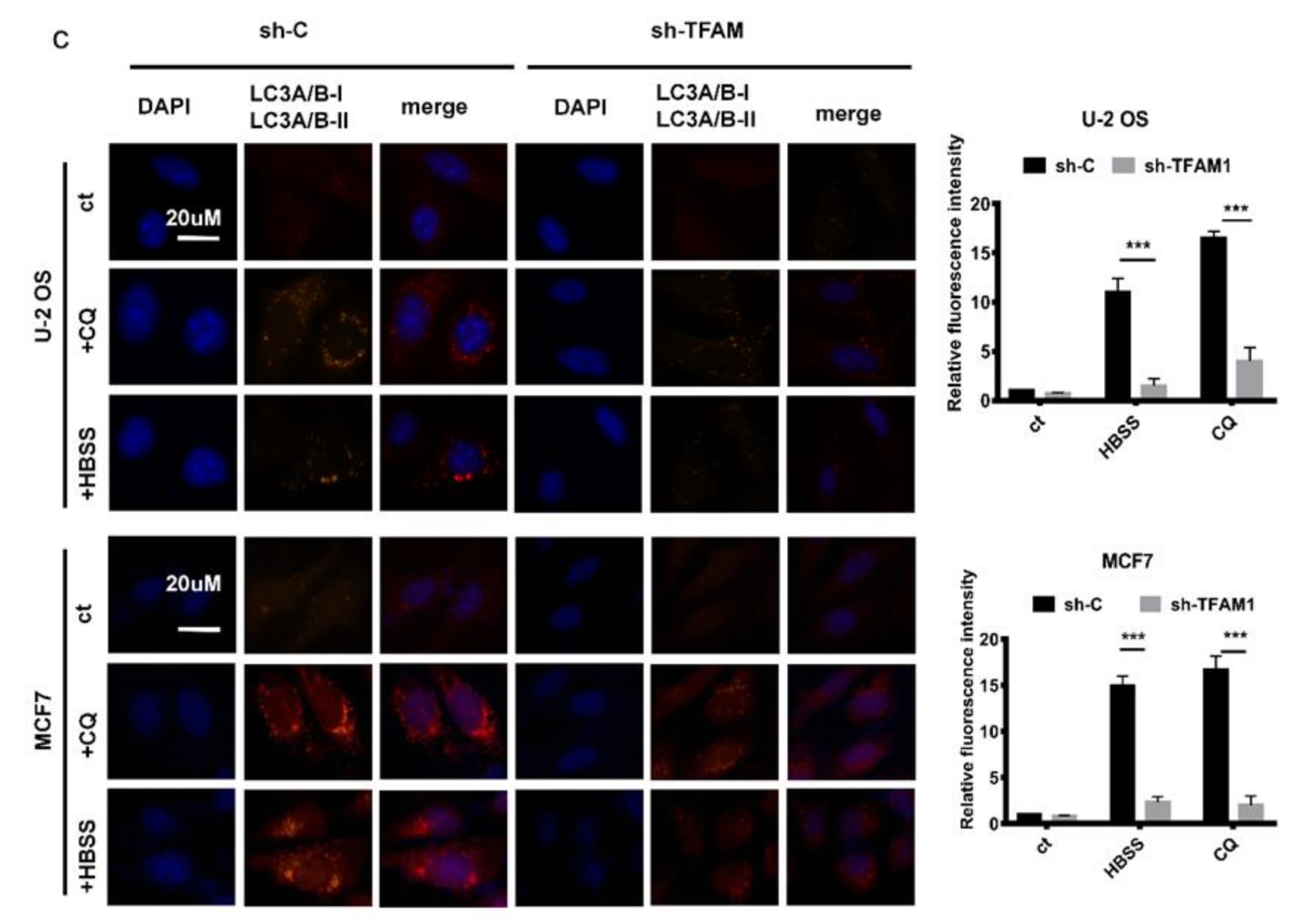 Cancers 12 00493 g001b Cancers 12 00493 g001b