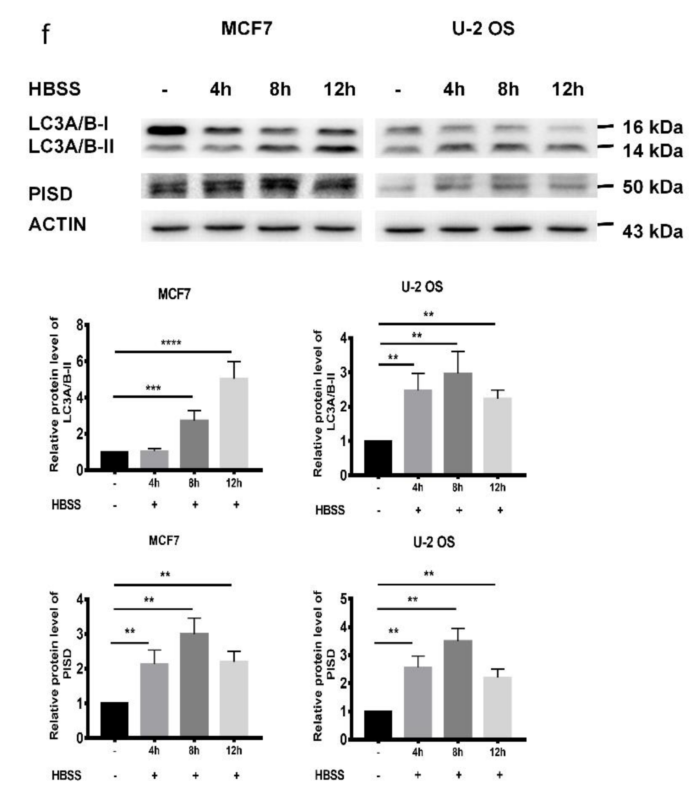 Cancers 12 00493 g002b Cancers 12 00493 g002b