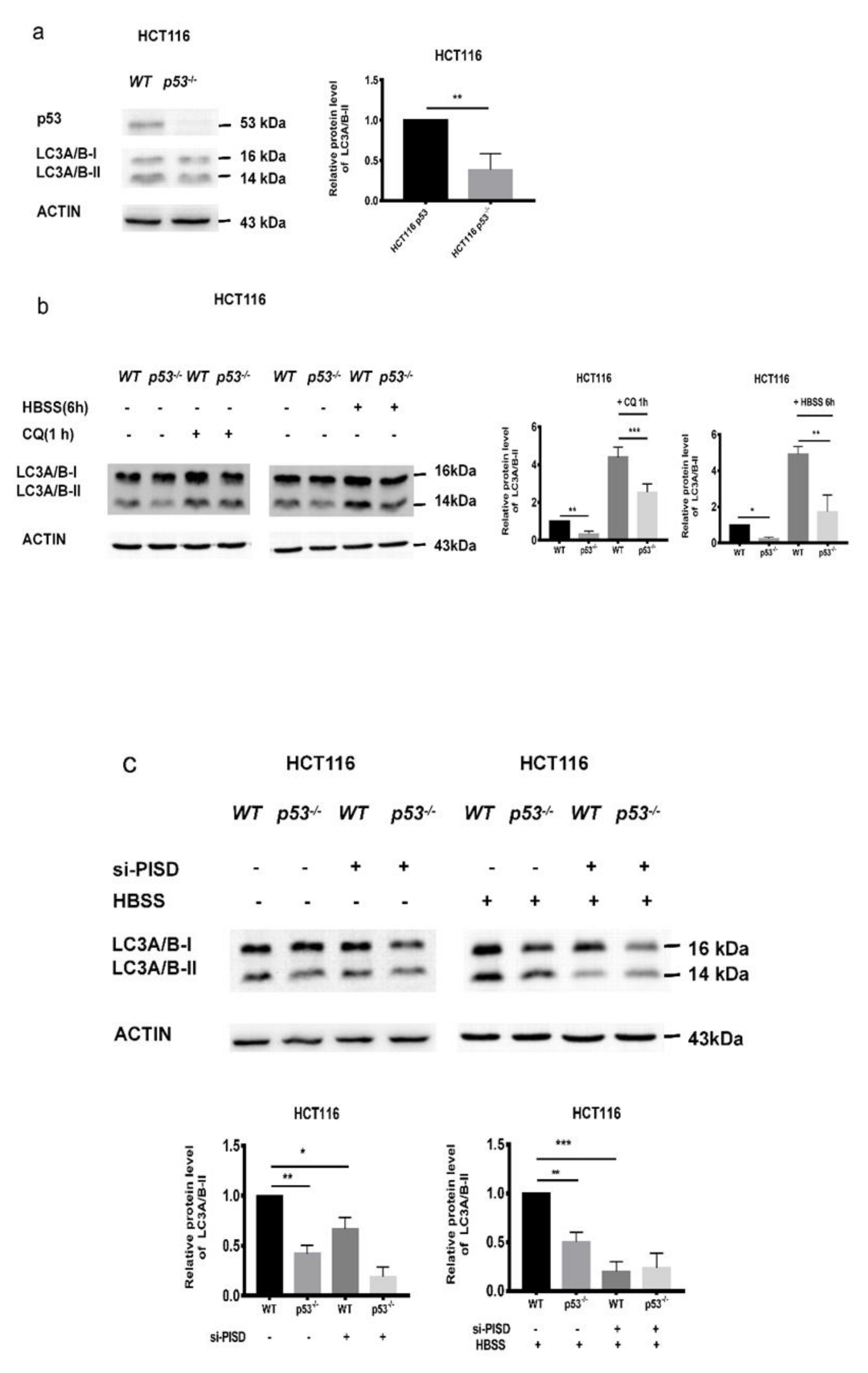 Cancers 12 00493 g004a Cancers 12 00493 g004a
