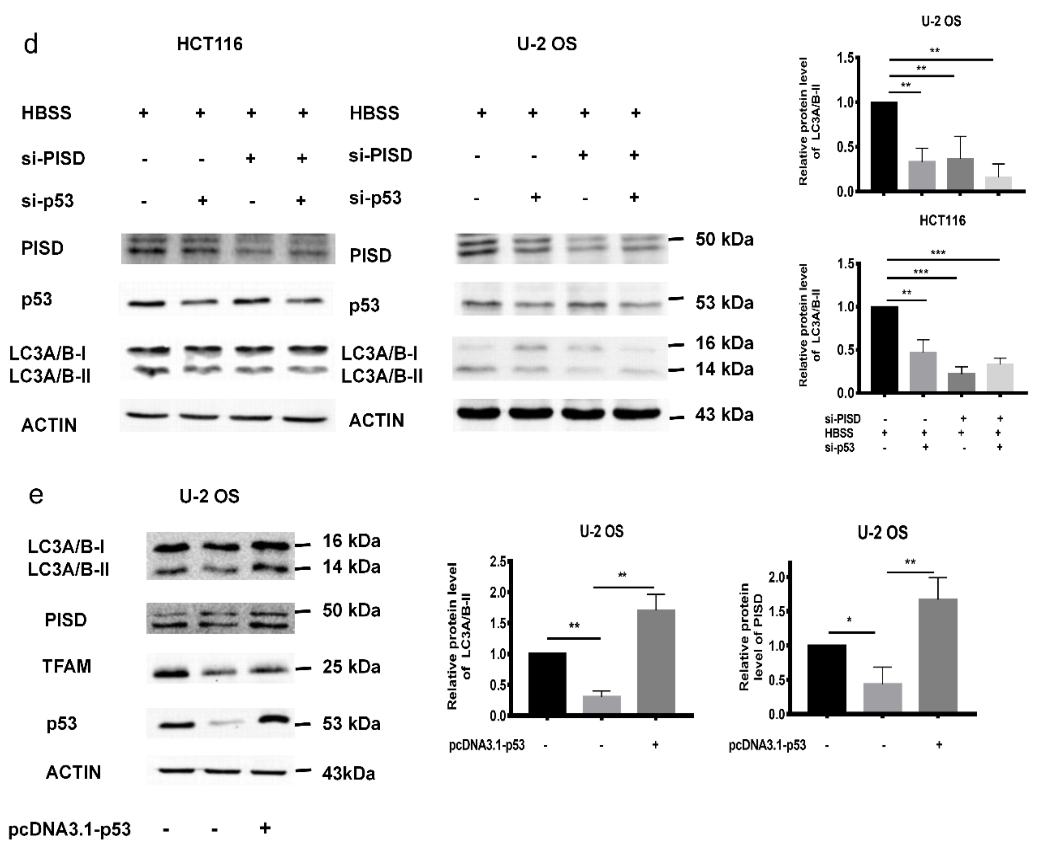 Cancers 12 00493 g004b Cancers 12 00493 g004b