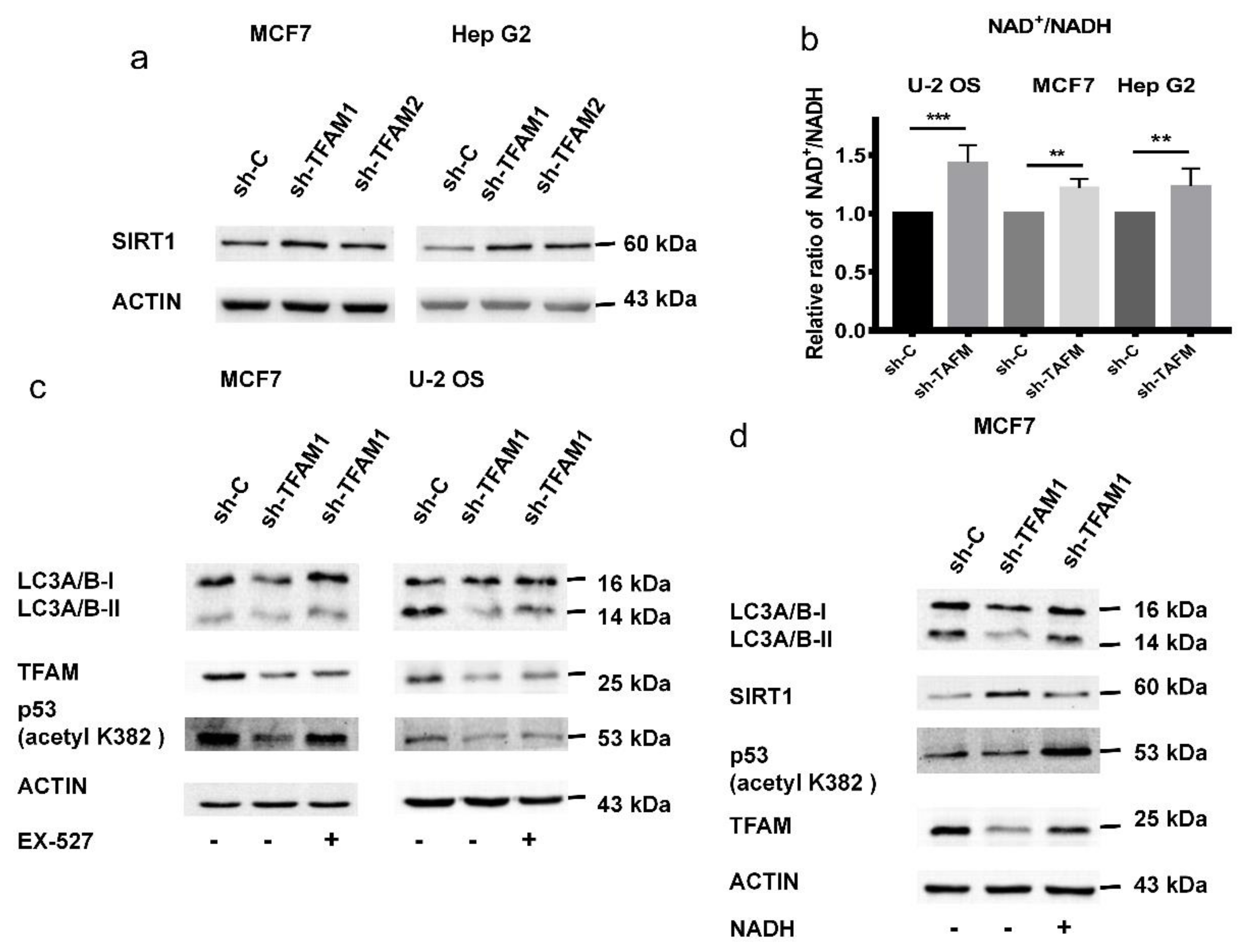 Cancers 12 00493 g006 Cancers 12 00493 g006
