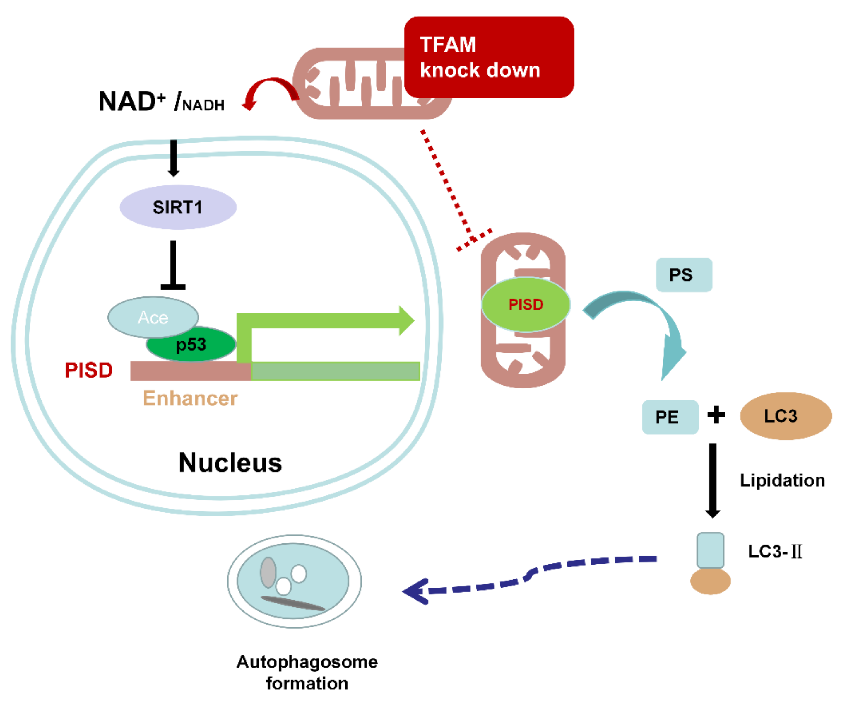 Cancers 12 00493 g007 Cancers 12 00493 g007