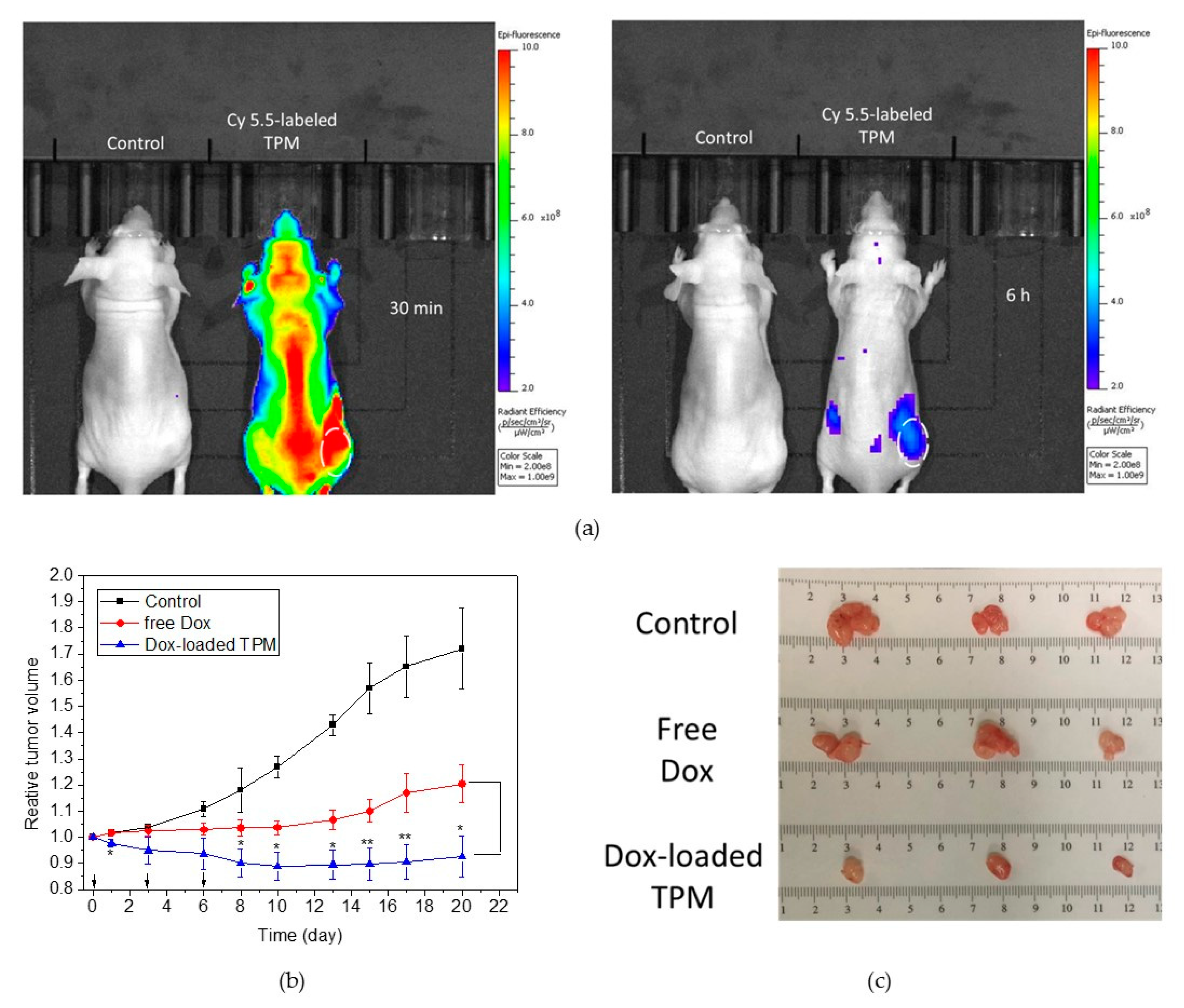 Cancers 12 00503 g005