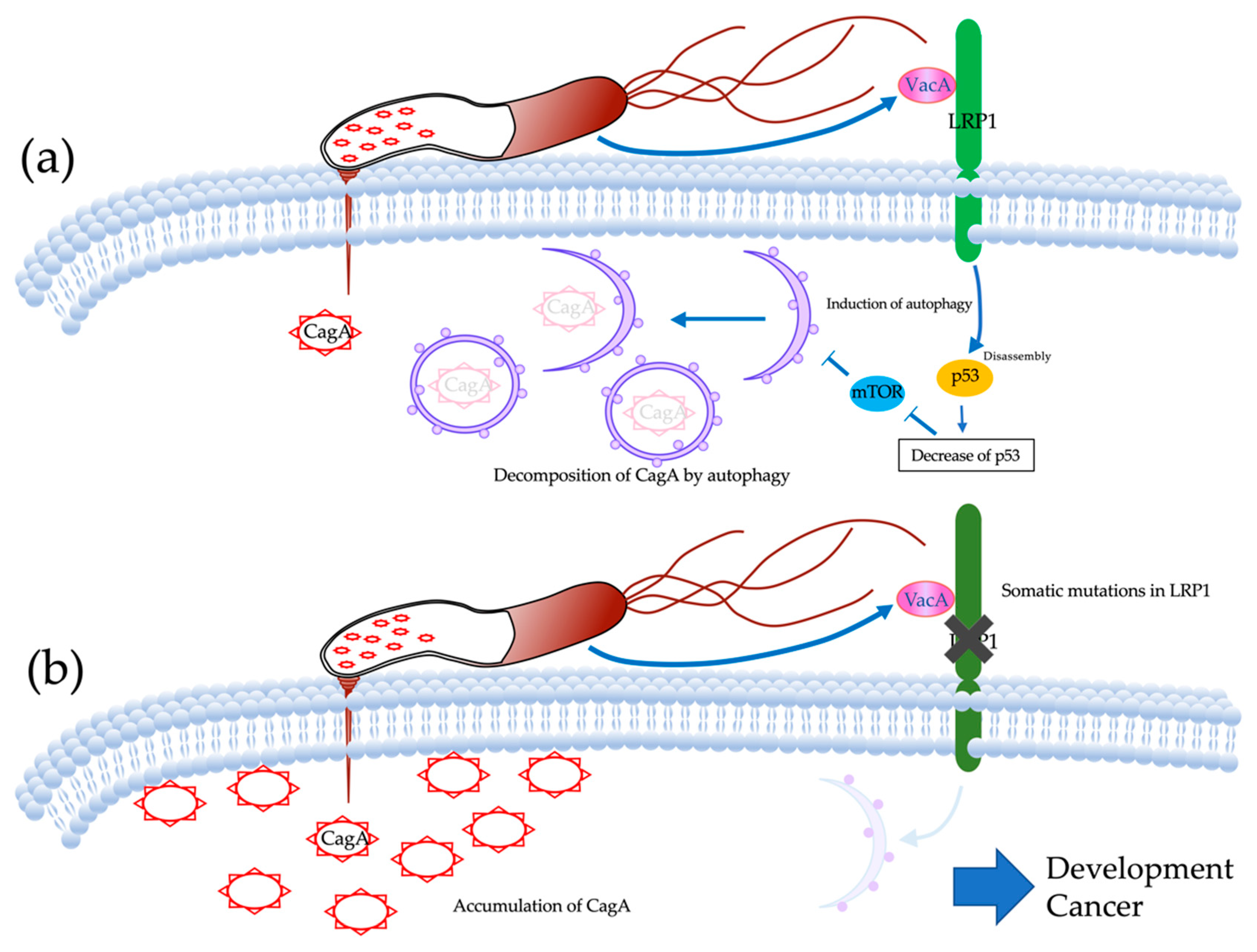 Cancers 12 00510 g005 Cancers 12 00510 g005