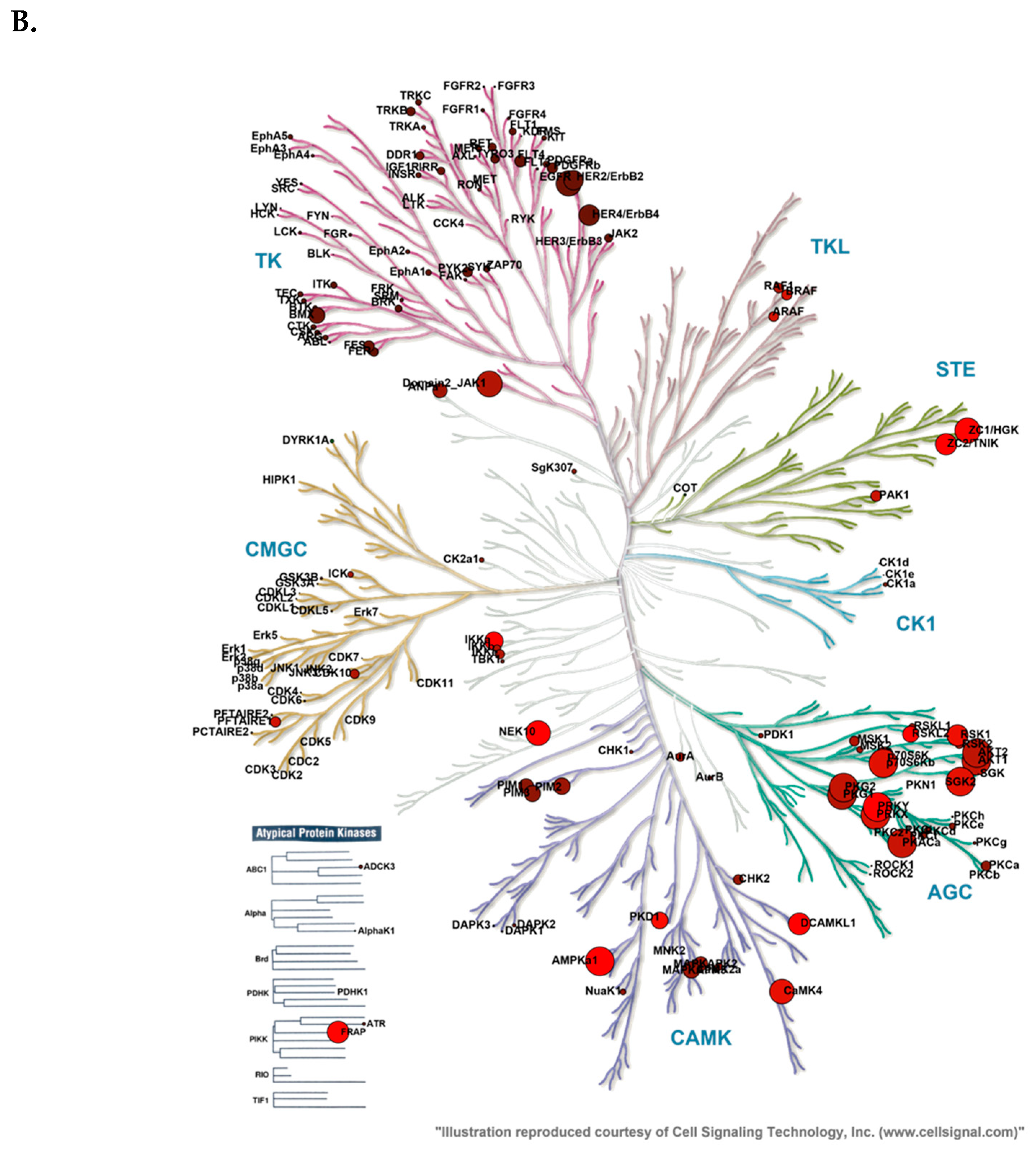 Cancers 12 00512 g001b Cancers 12 00512 g001b