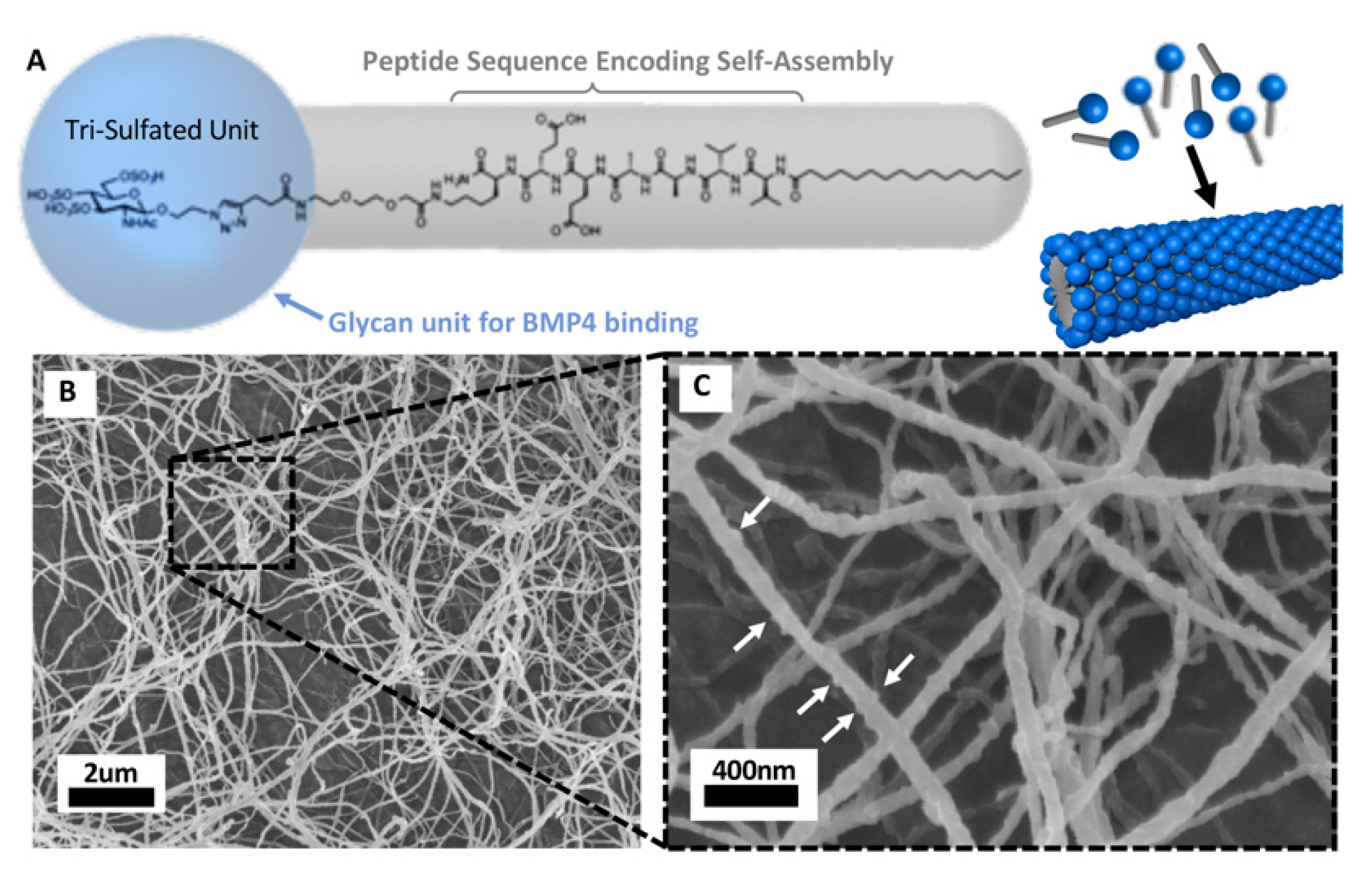 Cancers 12 00516 g005 Cancers 12 00516 g005