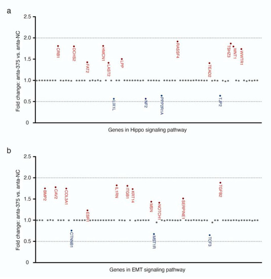 Highly Expressed miR-375 is not an Intracellular Oncogene in