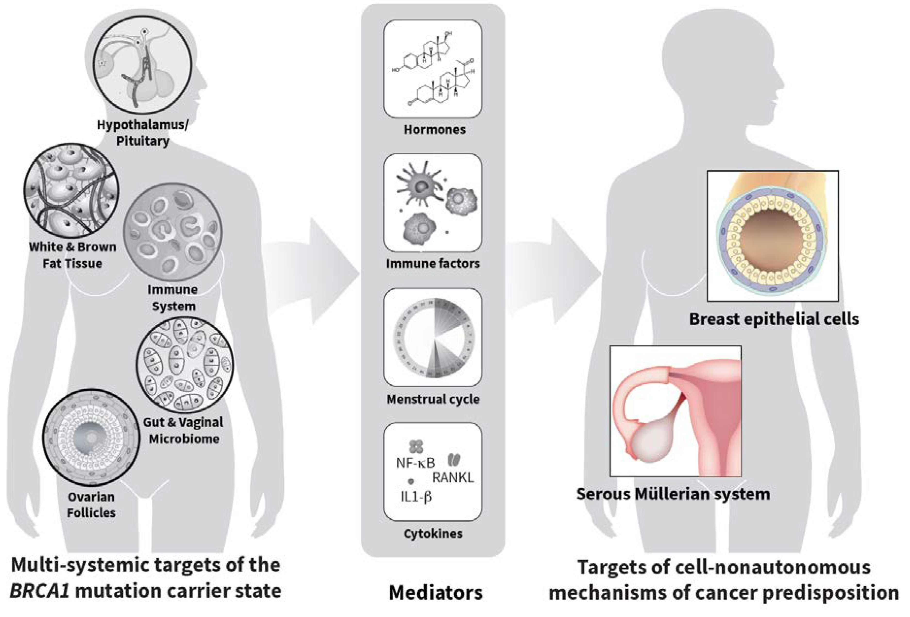 Cancers 12 00547 g001 Cancers 12 00547 g001