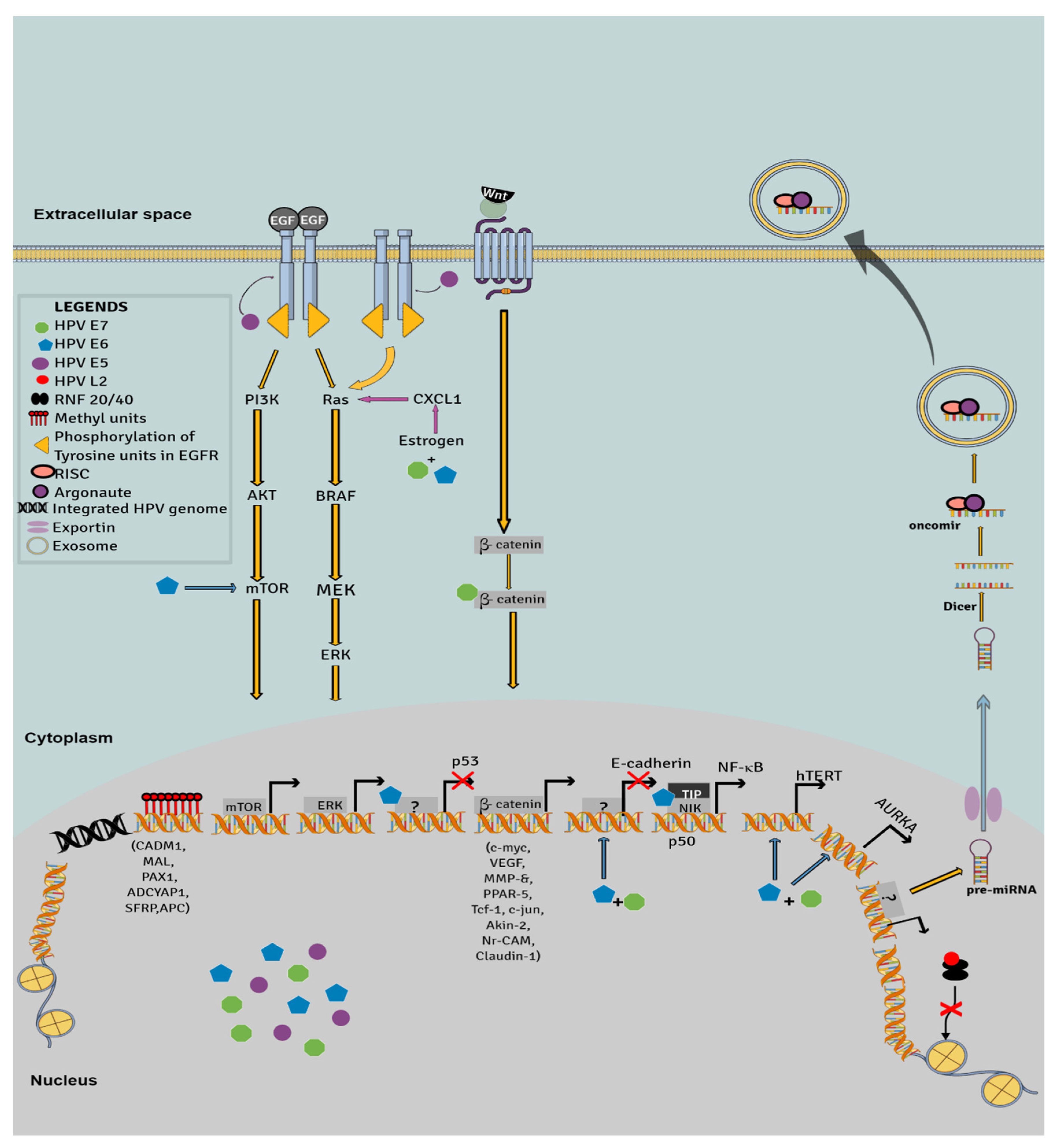 high risk hpv and ovarian cancer verruca foot disease treatment