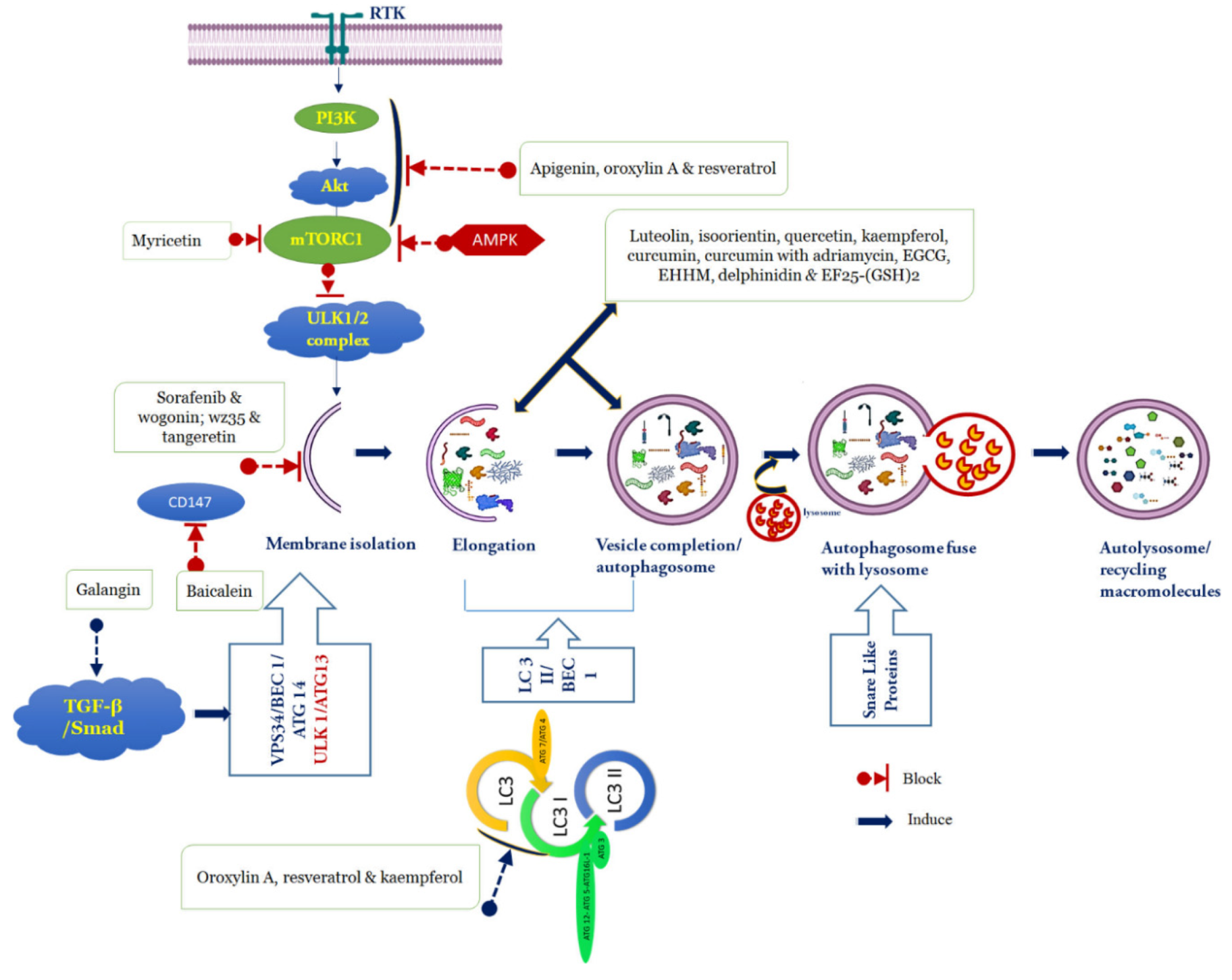 Cancers | Free Full-Text | Autophagy: A Potential Therapeutic 