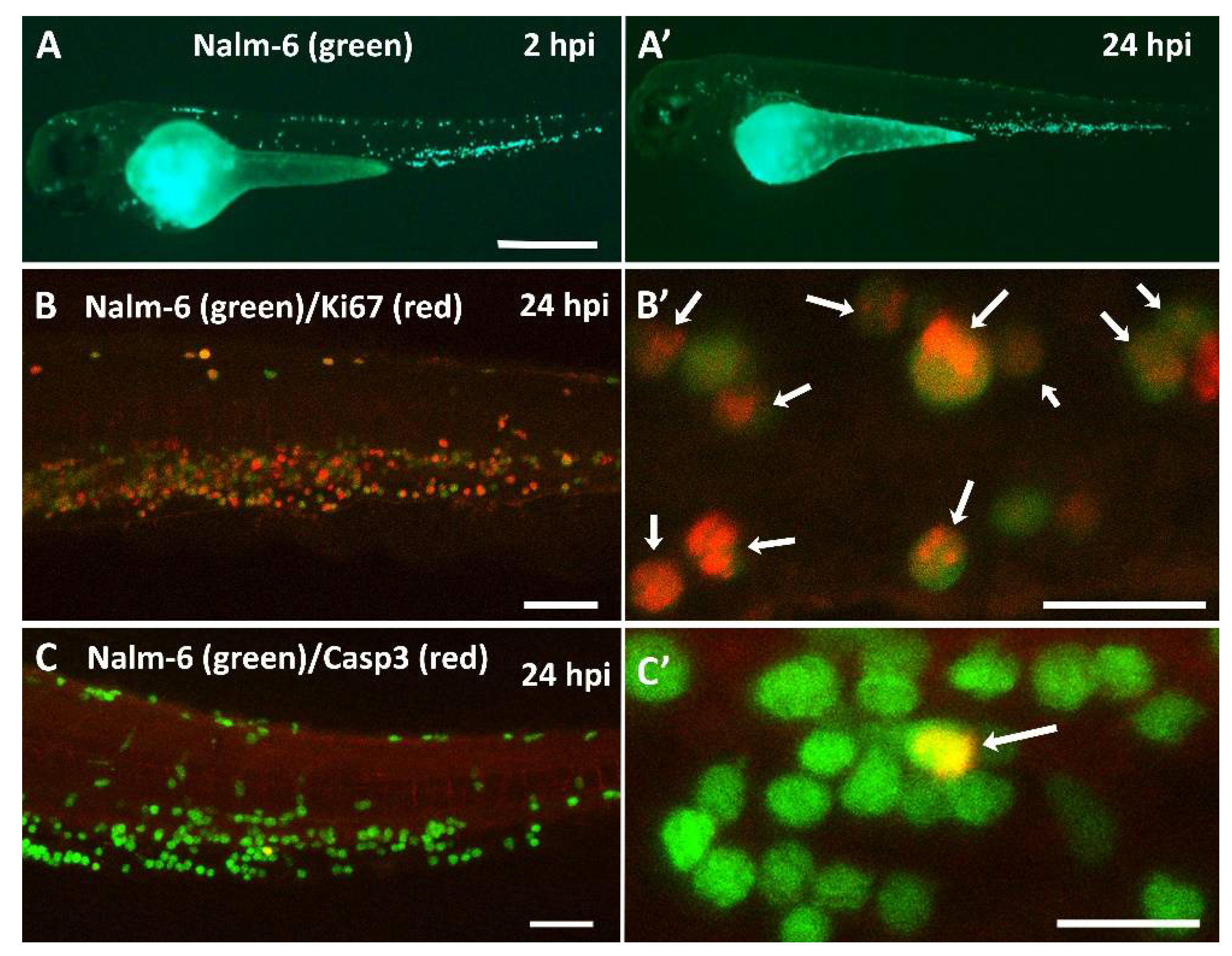 Cancers 12 00567 g002