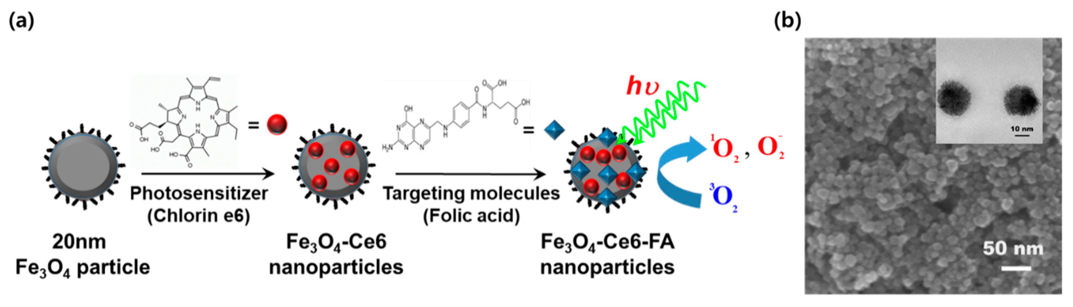 Cancers 12 00571 g001 Cancers 12 00571 g001