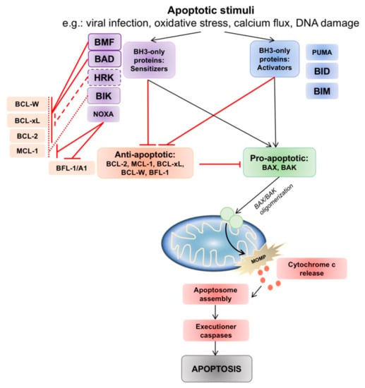 A. In cancer cells, excessive production of BCL-2 sequesters and