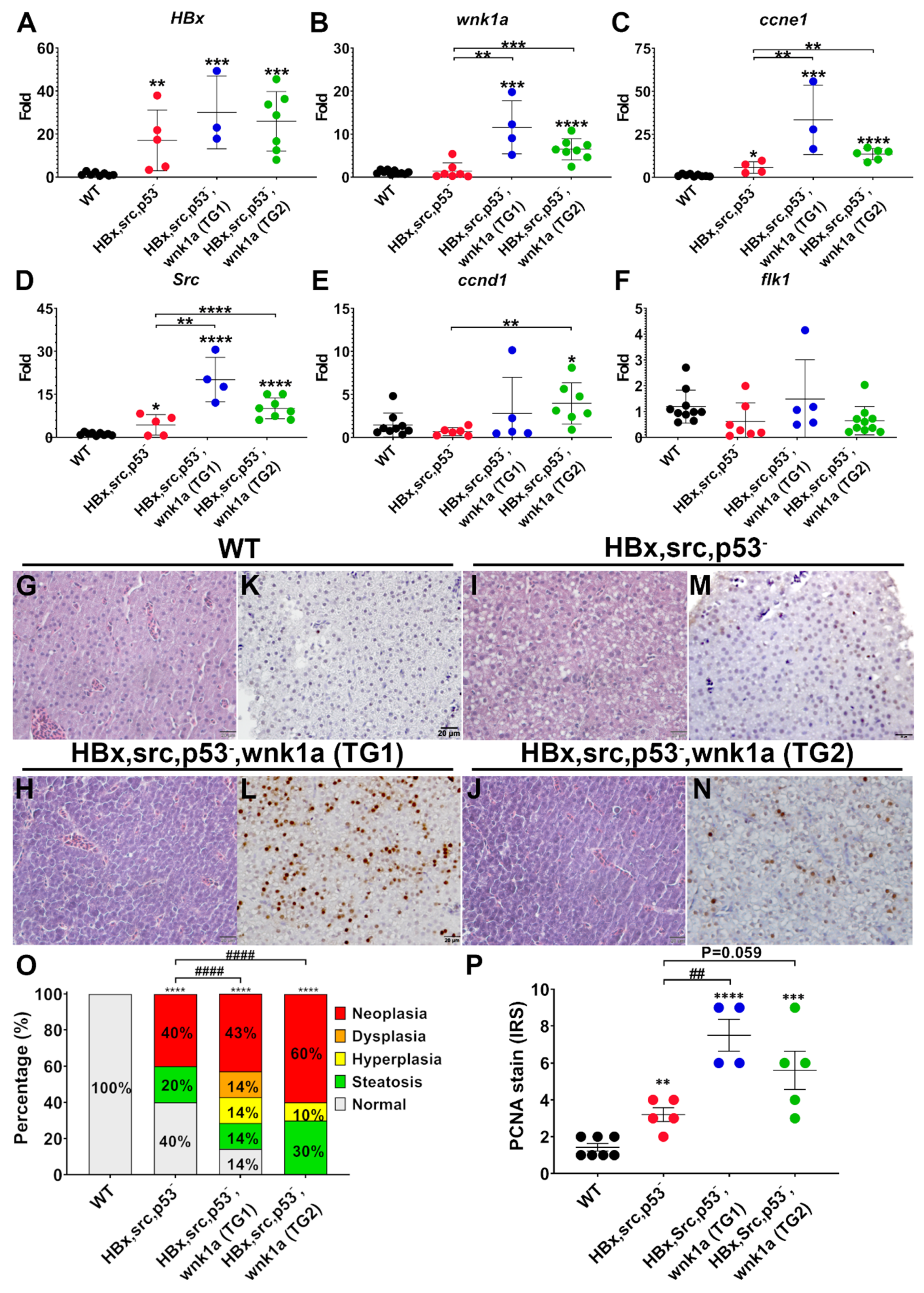 Cancers 12 00575 g007