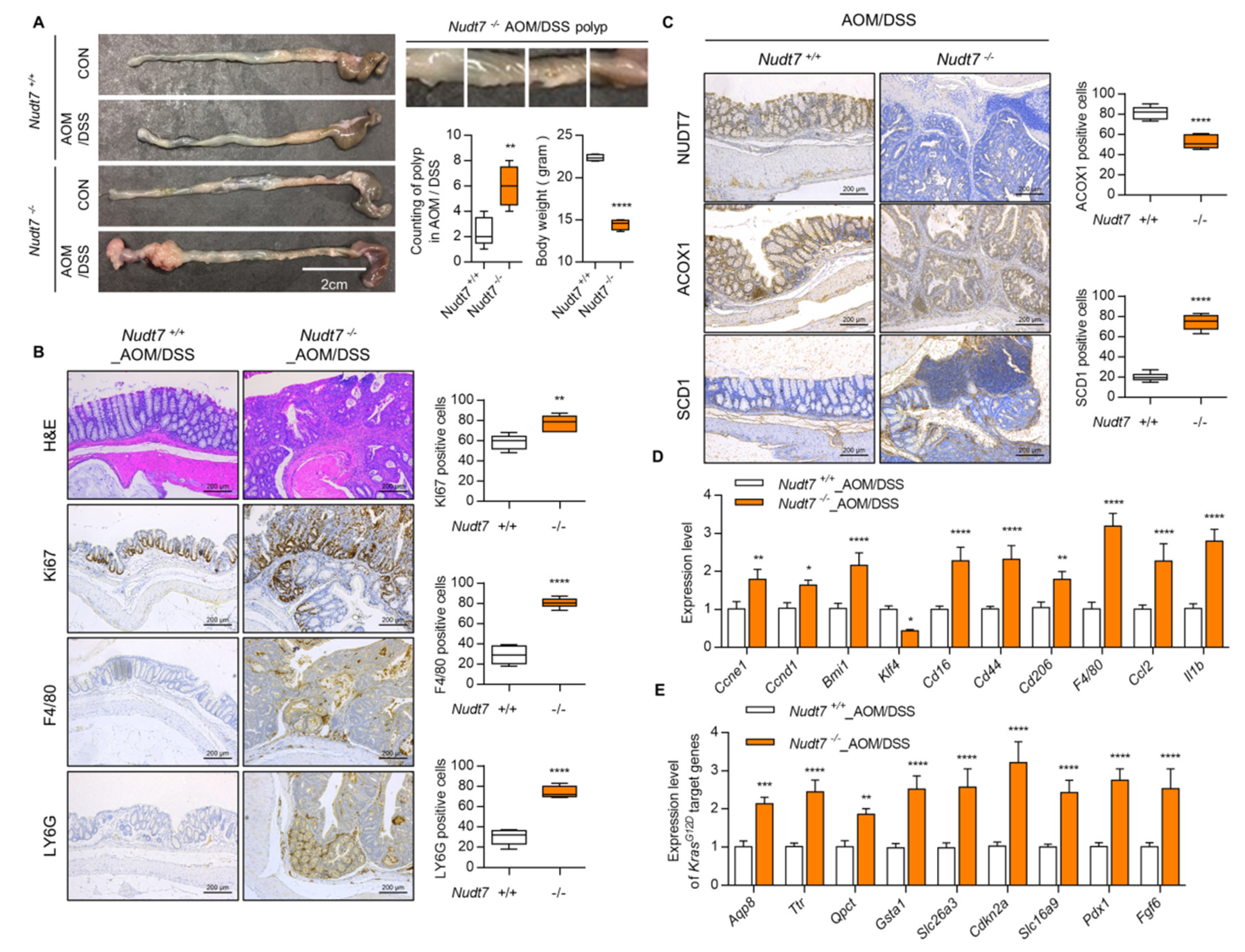 Cancers 12 00576 g004 Cancers 12 00576 g004