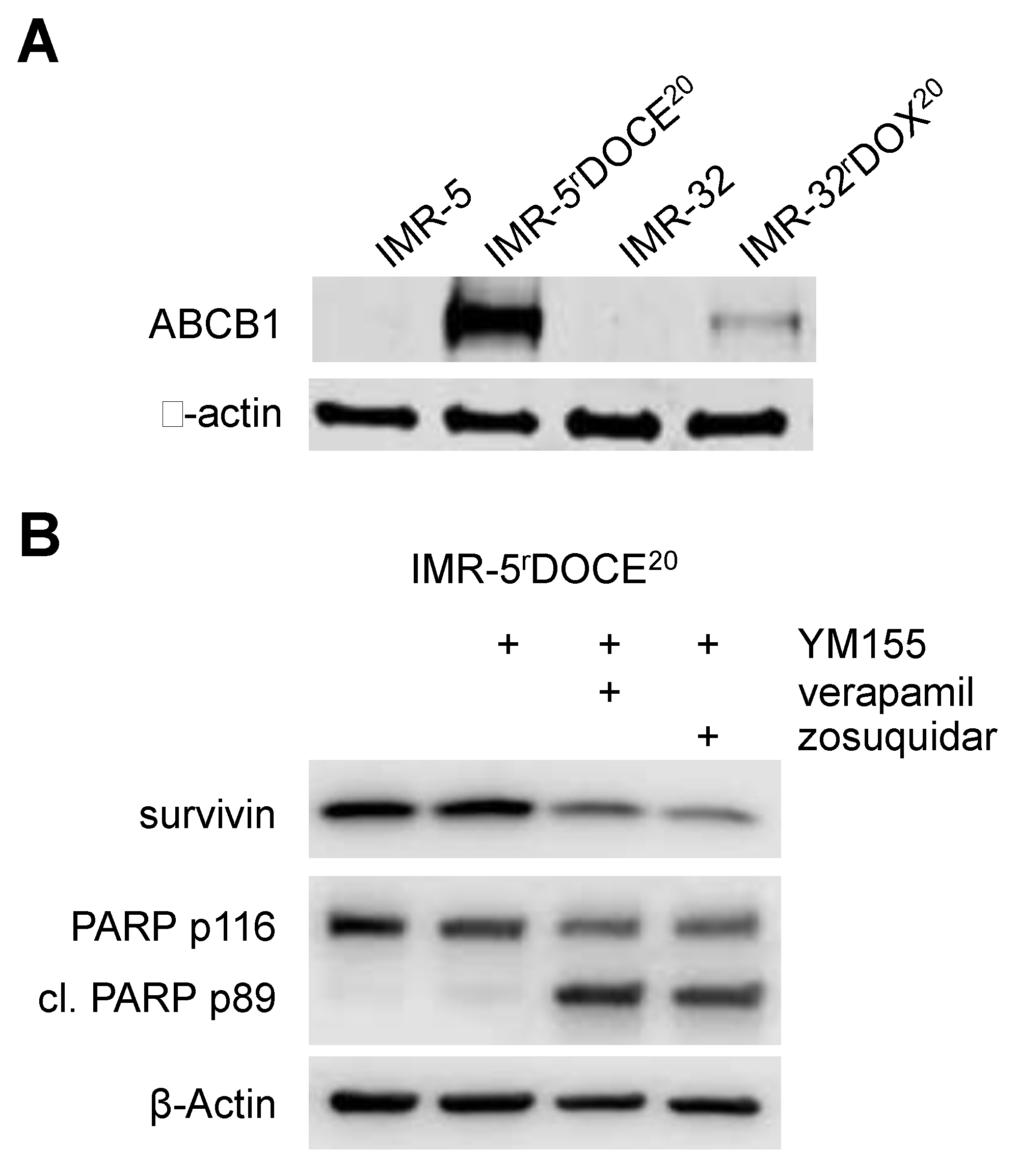 Cancers 12 00577 g007 Cancers 12 00577 g007