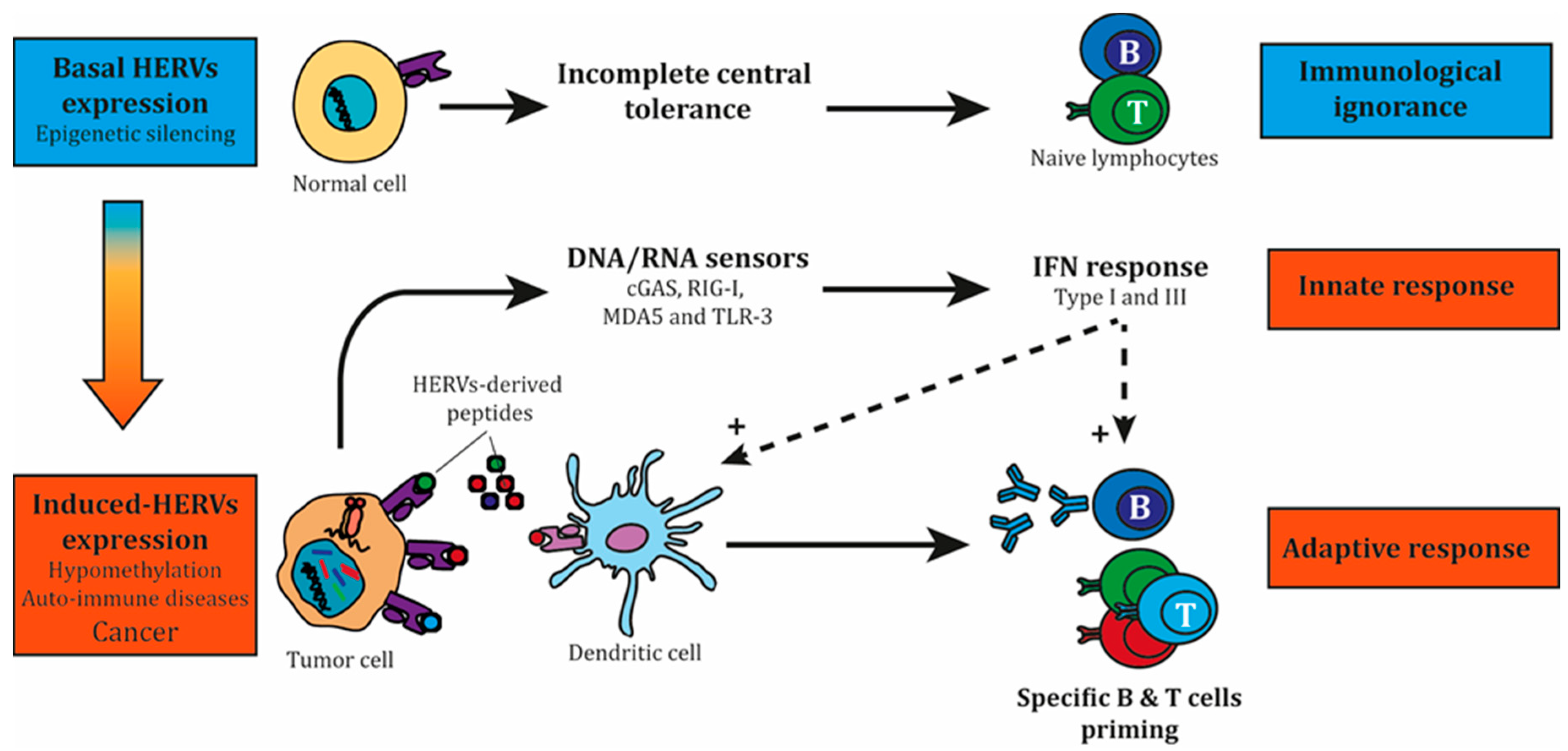 Cold Spring Harbor Retroviruses 2017