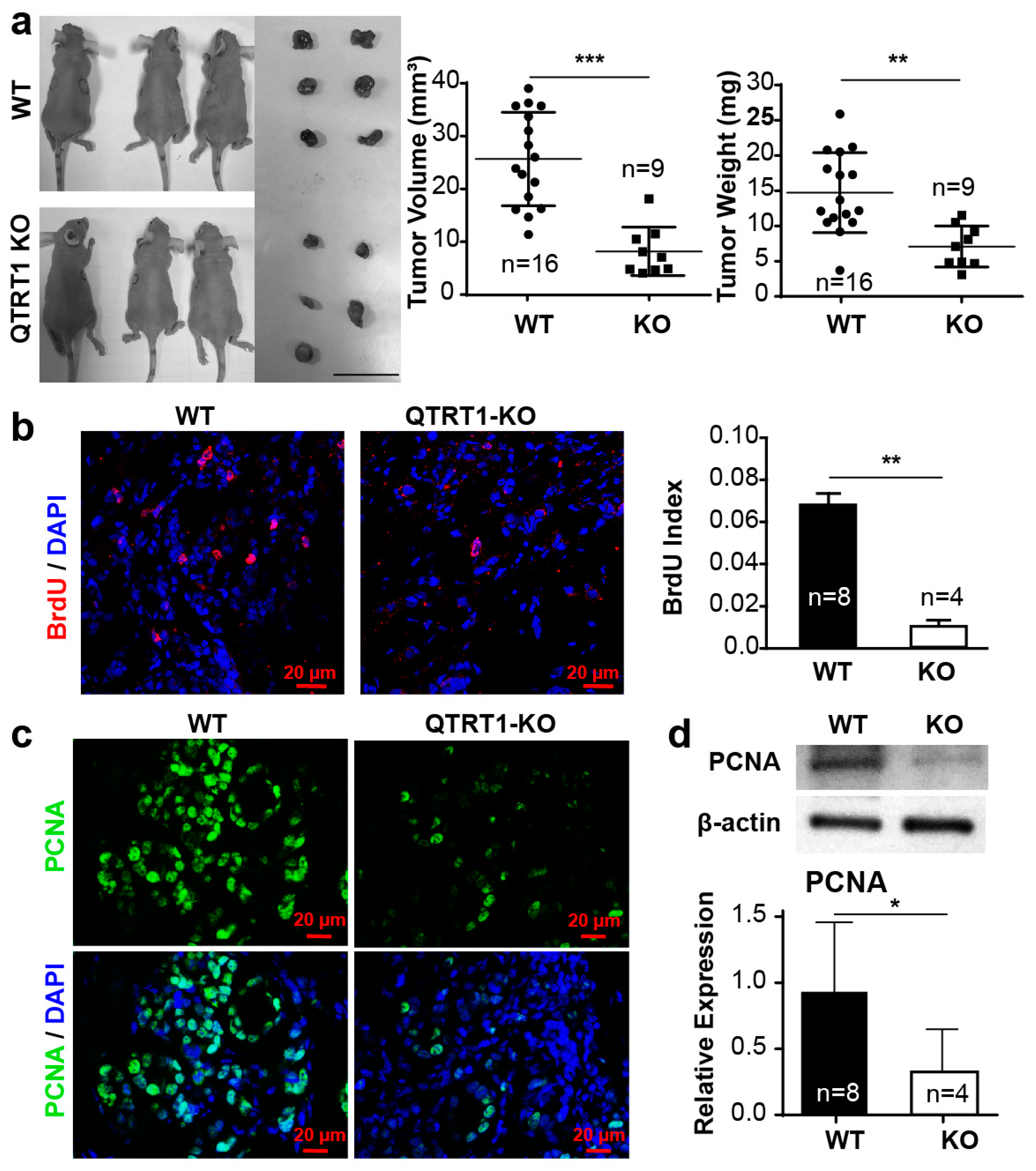 Cancers 12 00628 g003a Cancers 12 00628 g003a