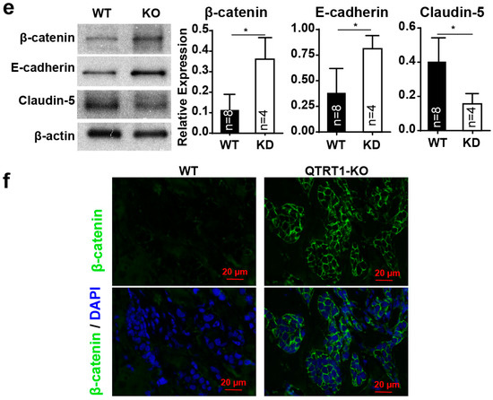 tRNA Queuosine Modification Enzyme Modulates the Growth and