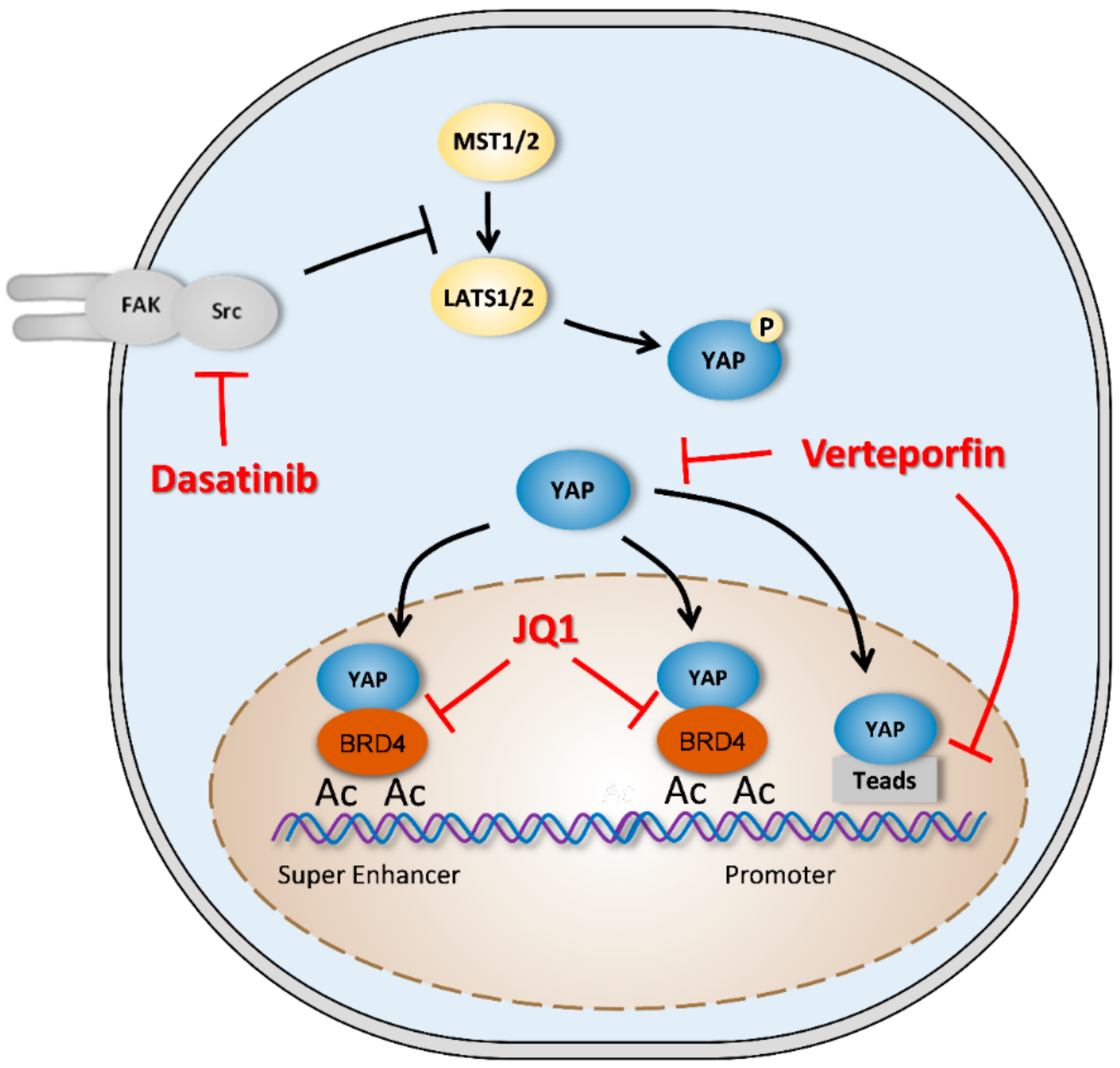 Cancers 12 00645 g004