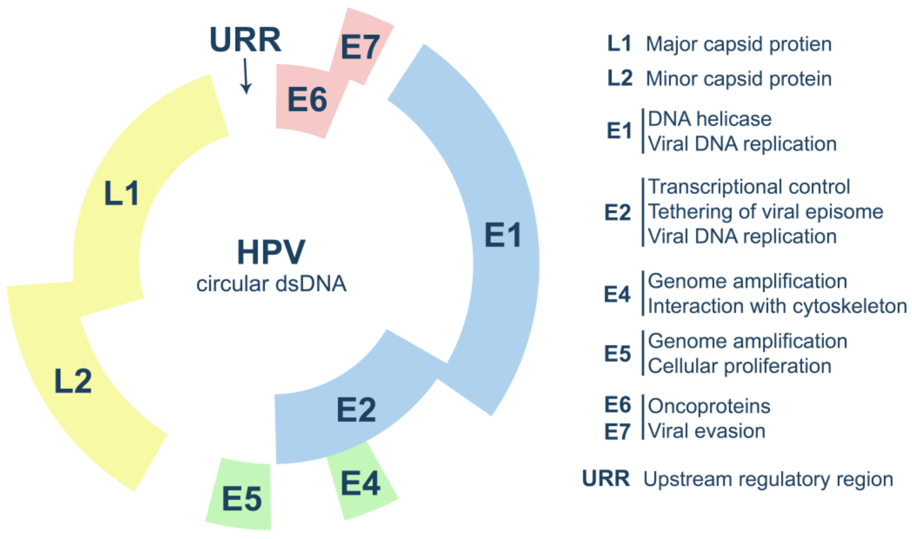 genome organization of human papillomavirus