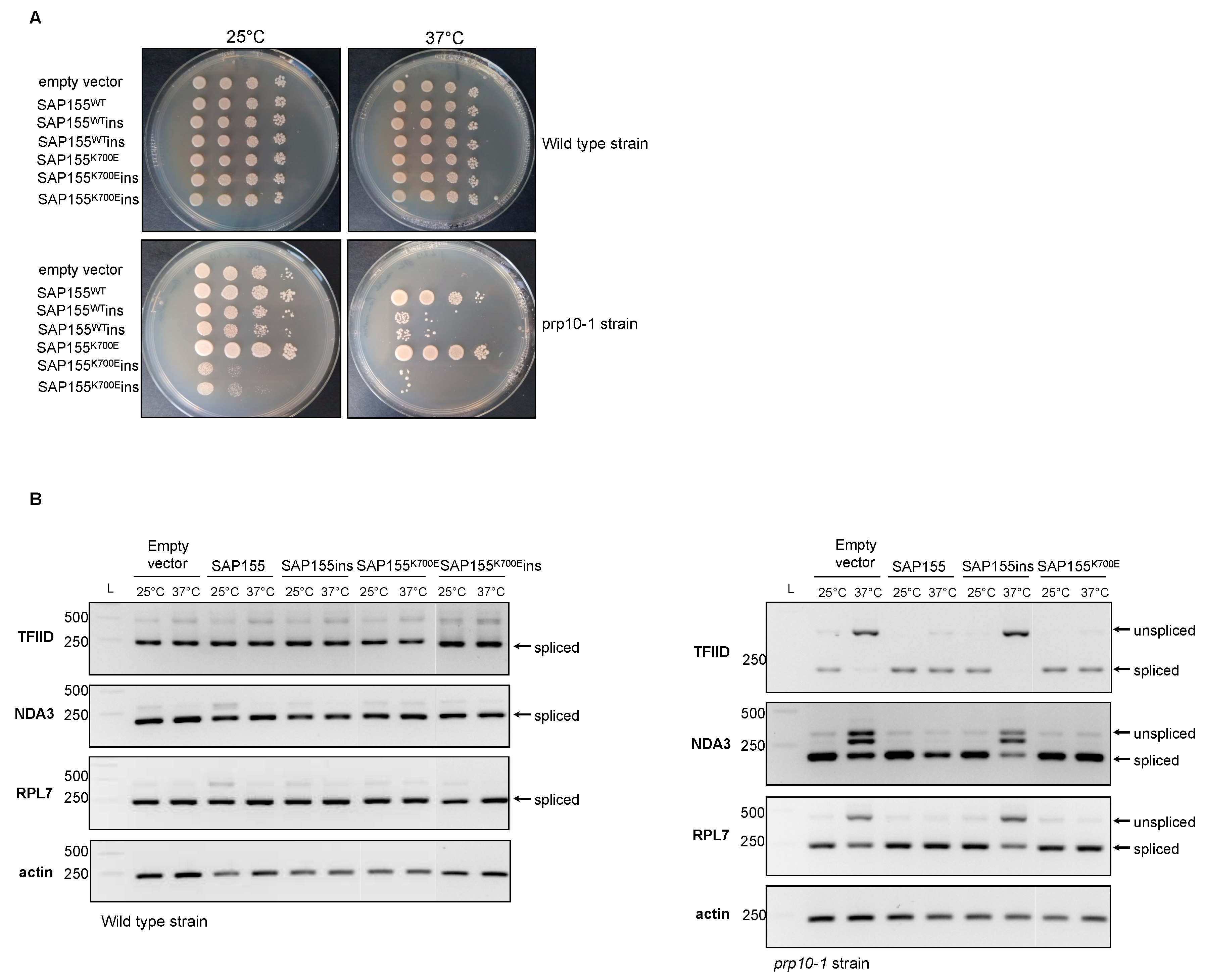 Cancers 12 00652 g003