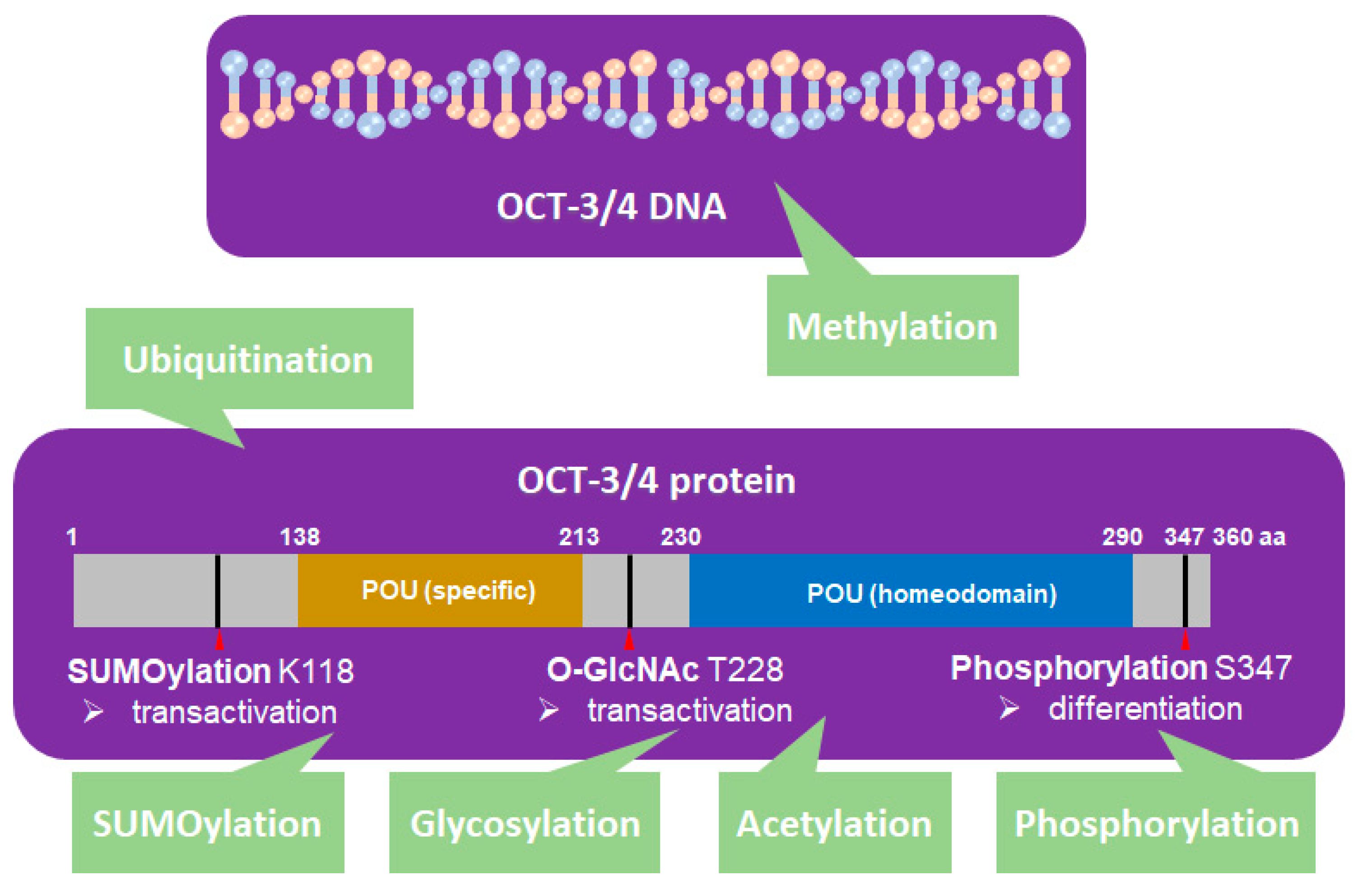 Critical POU domain residues confer Oct4 uniqueness in somatic cell  reprogramming