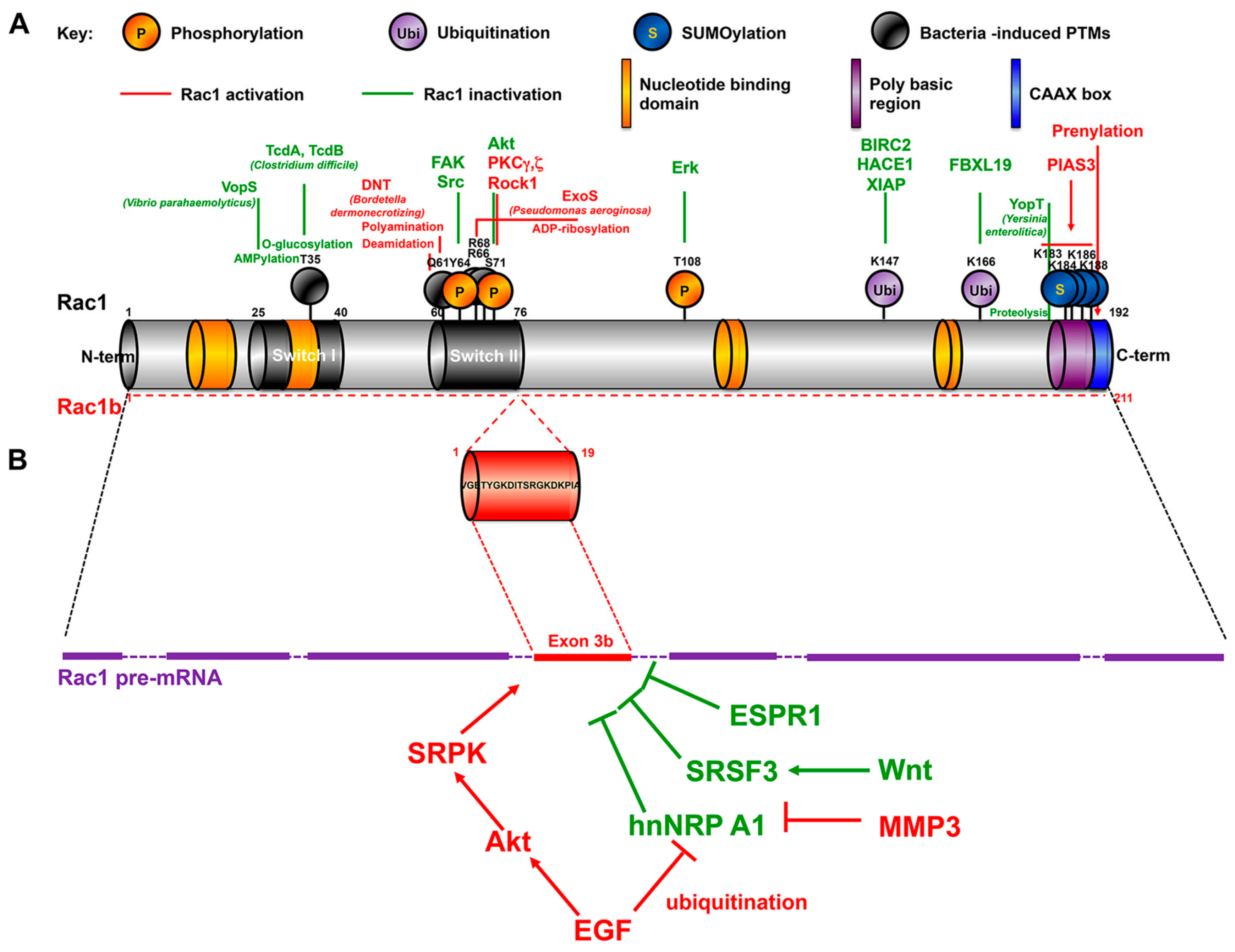 Cancers 12 00665 g001 Cancers 12 00665 g001