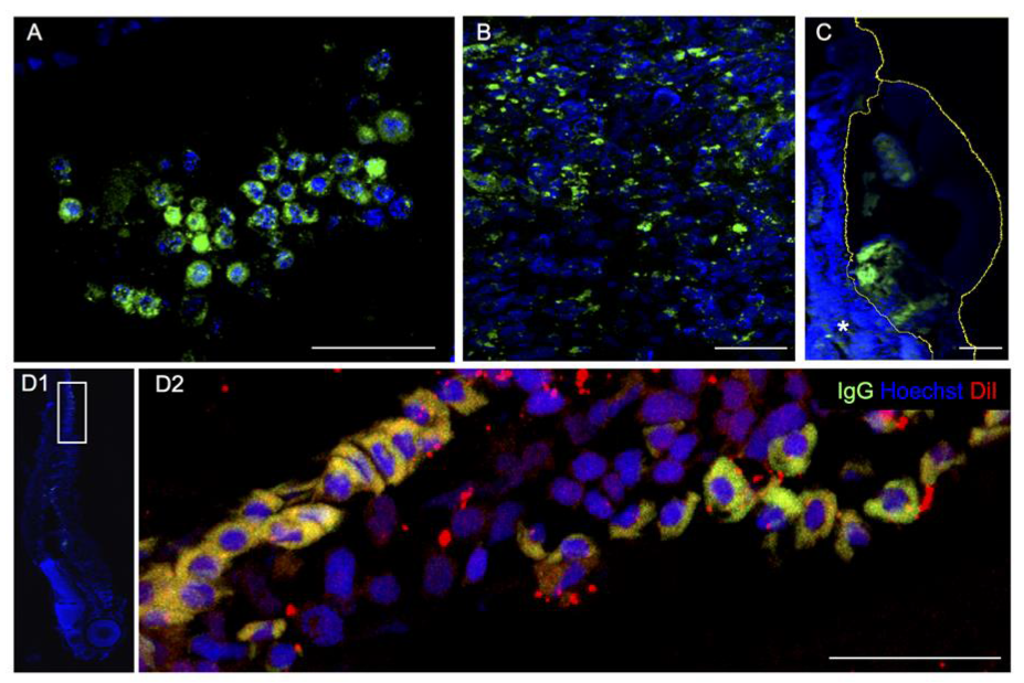 Cancers 12 00677 g006 Cancers 12 00677 g006