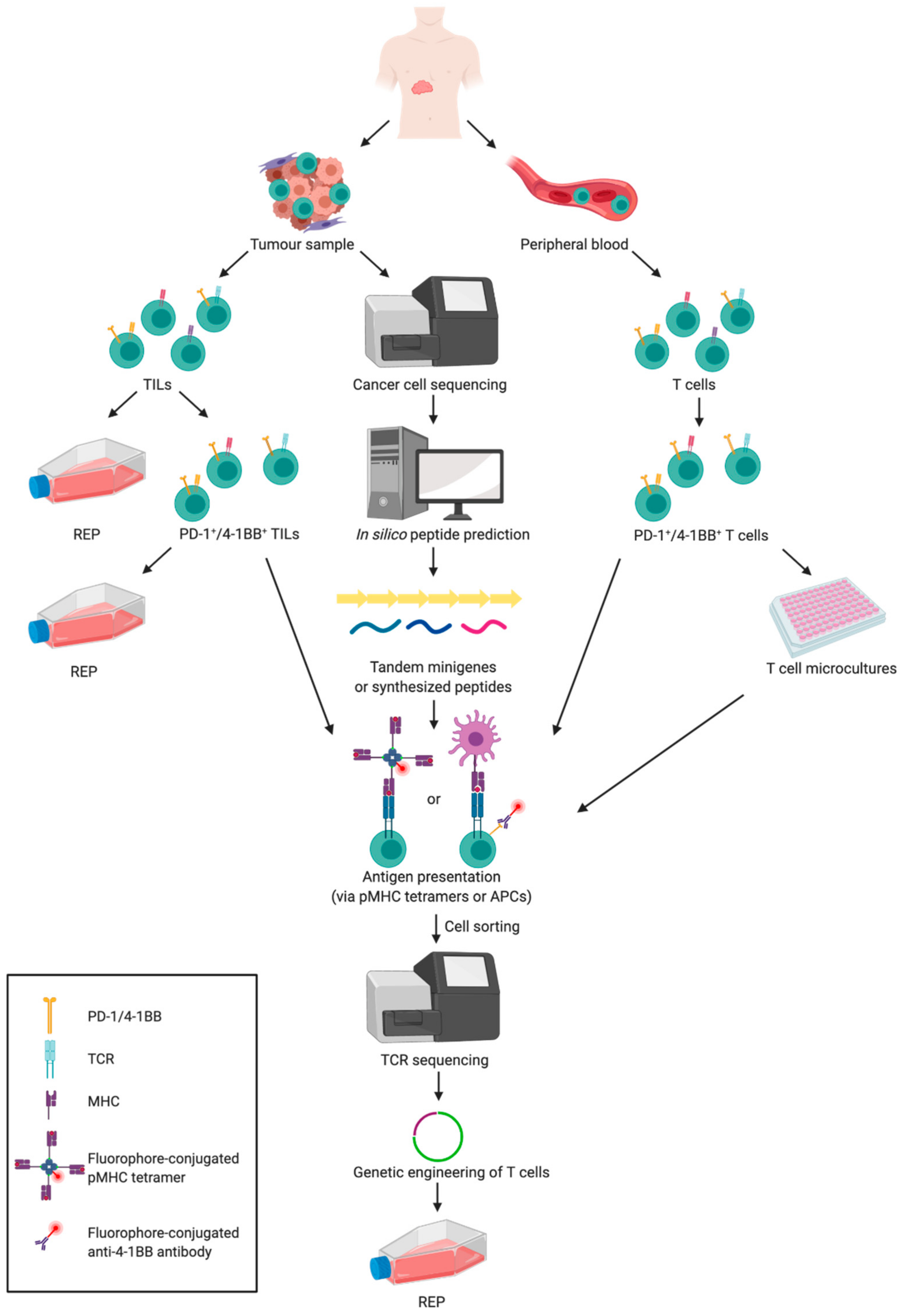 Cancers 12 00683 g002