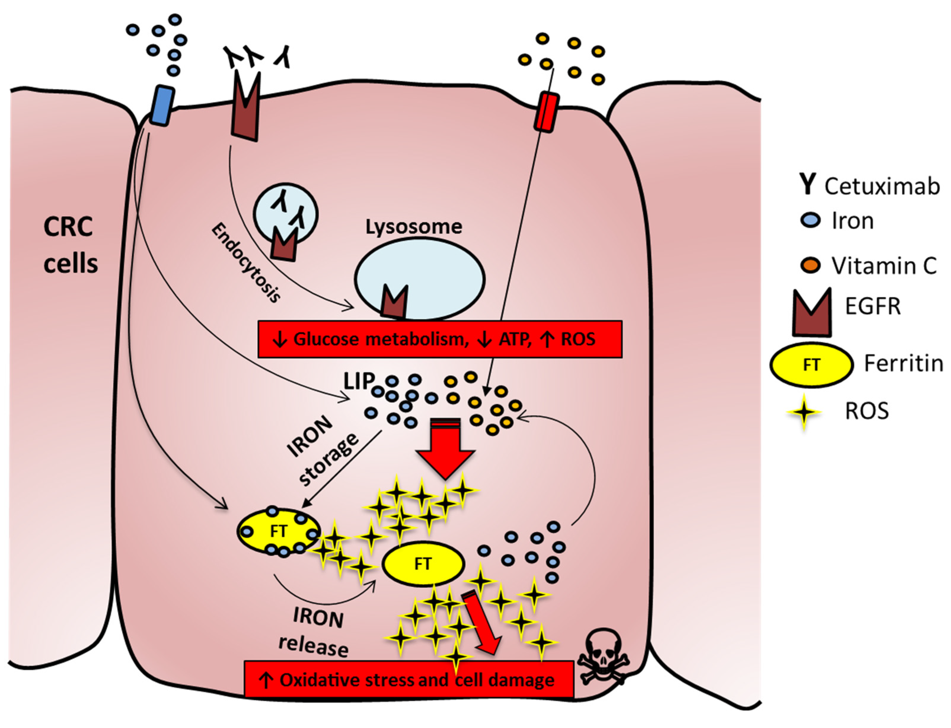 Cancers 12 00685 g007 Cancers 12 00685 g007