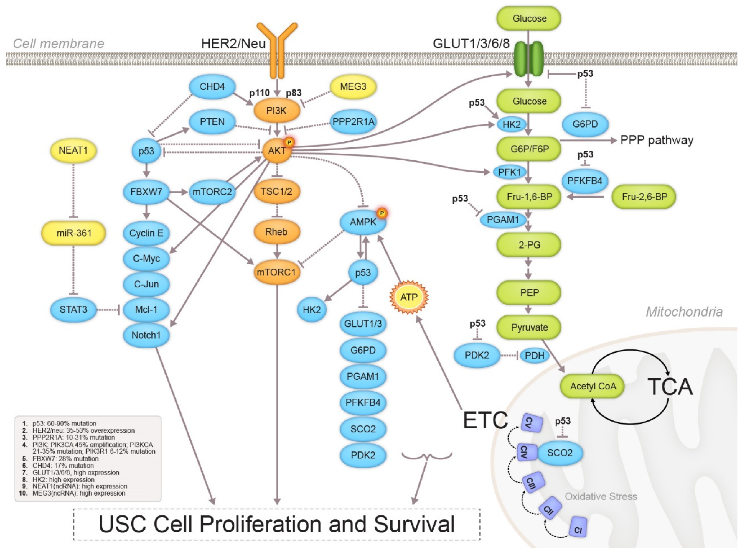 Cancers 12 00686 g004 Cancers 12 00686 g004