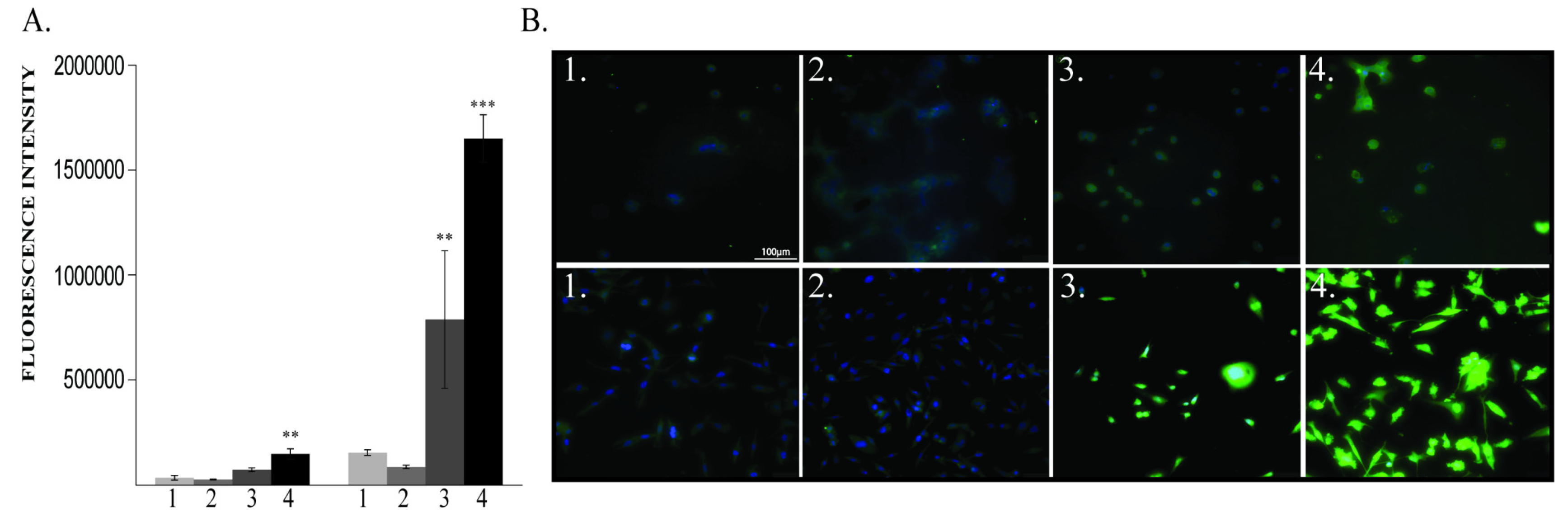 Cancers 12 00688 g003 Cancers 12 00688 g003