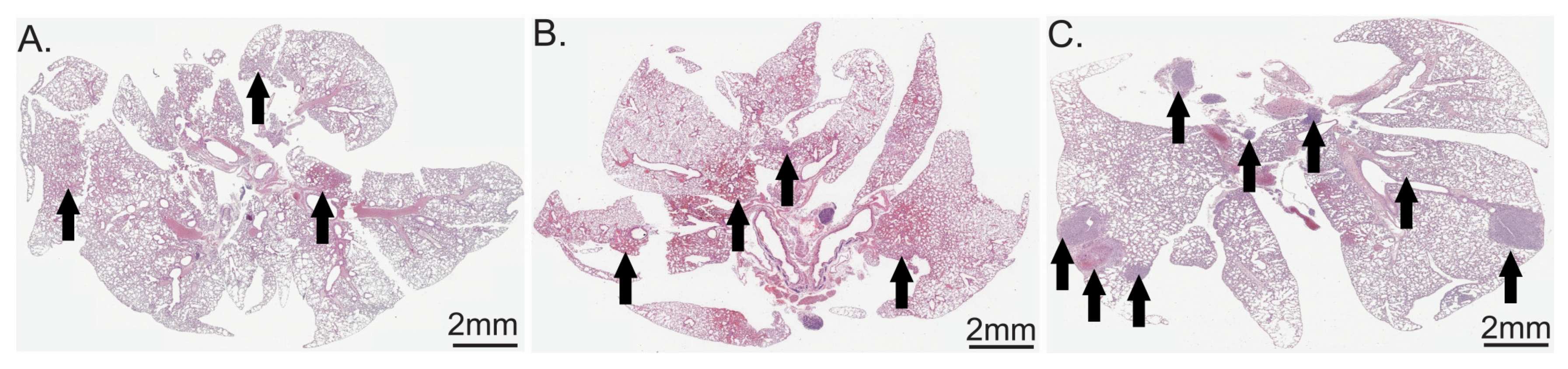 Cancers 12 00688 g009 Cancers 12 00688 g009