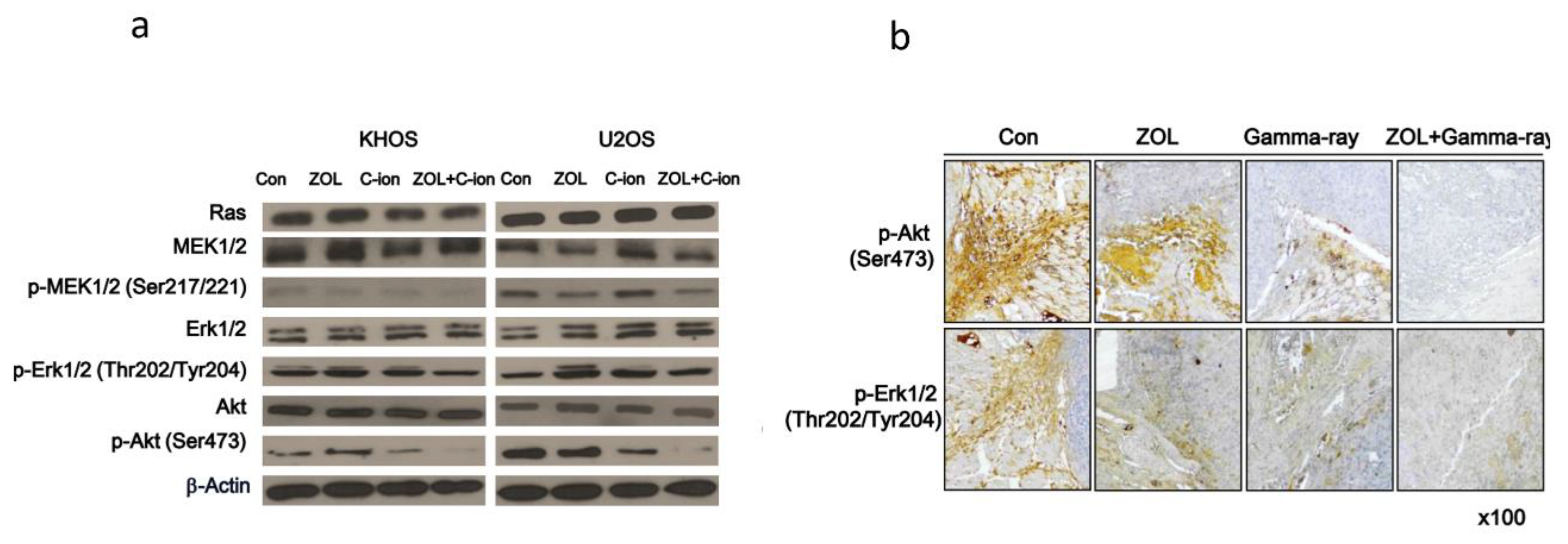 Cancers 12 00698 g003 Cancers 12 00698 g003
