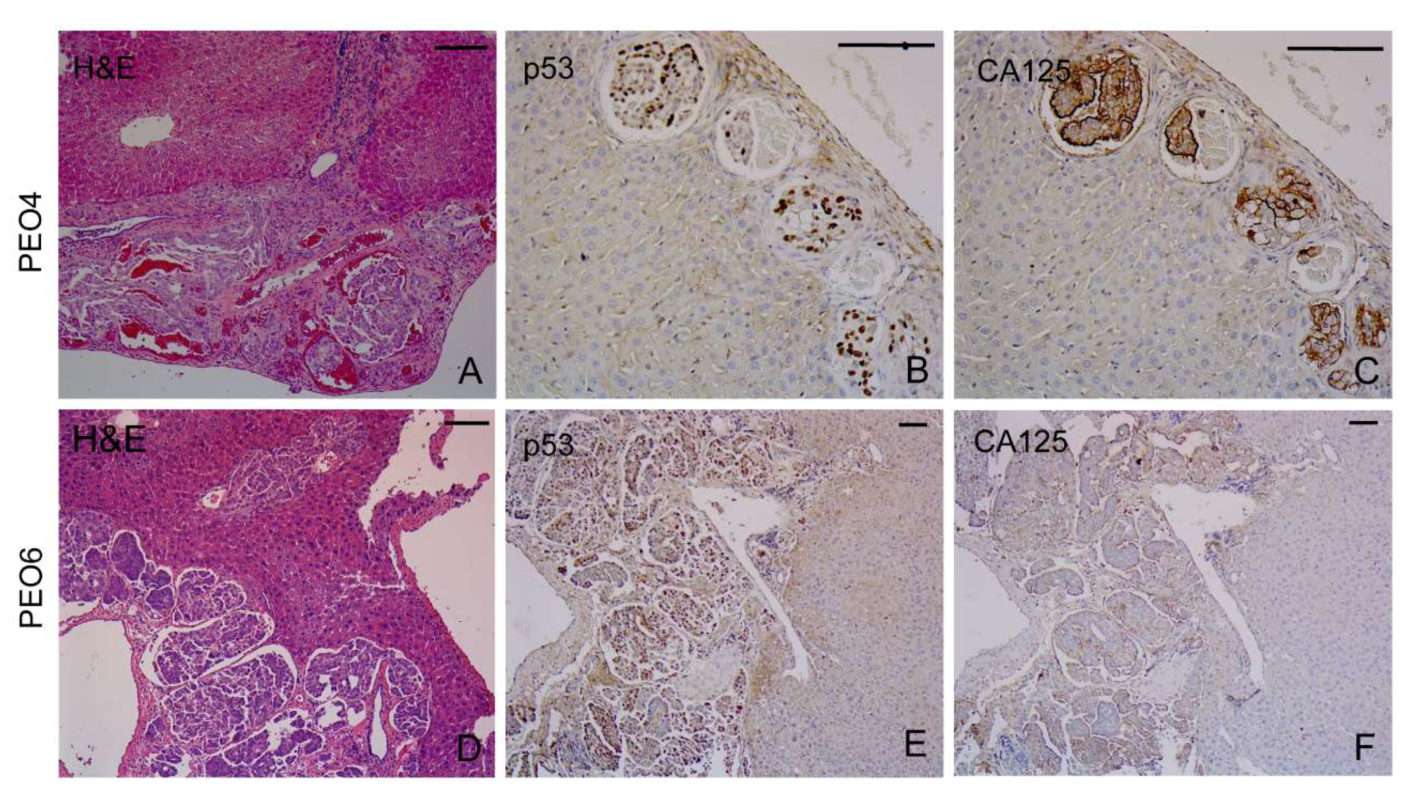 Cancers 12 00699 g007