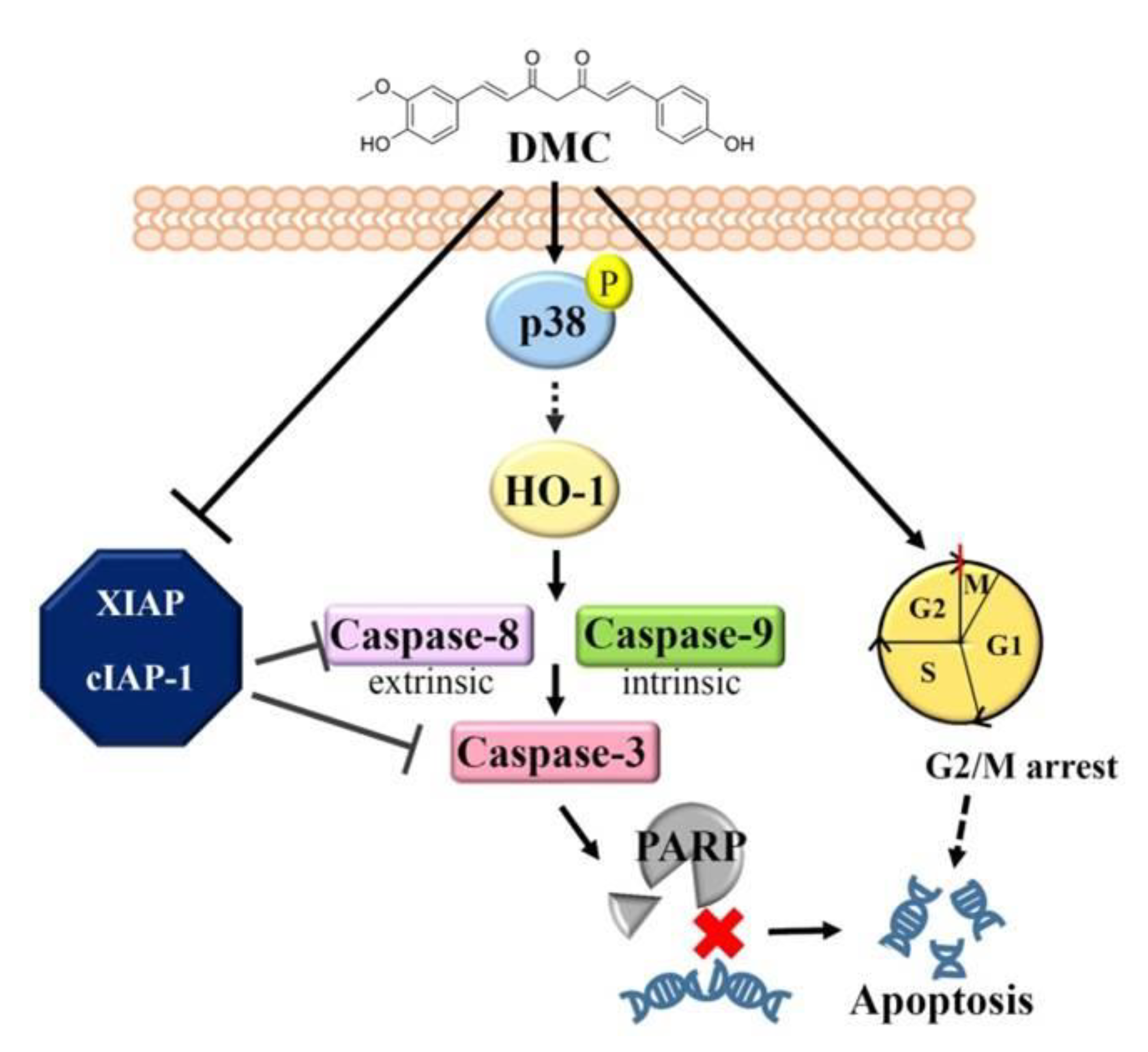 Cancers 12 00703 g006