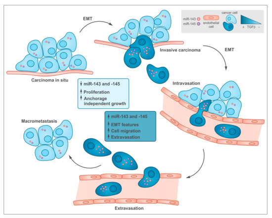 The Microrna-143/145 Cluster in Tumors: A Matter of Where